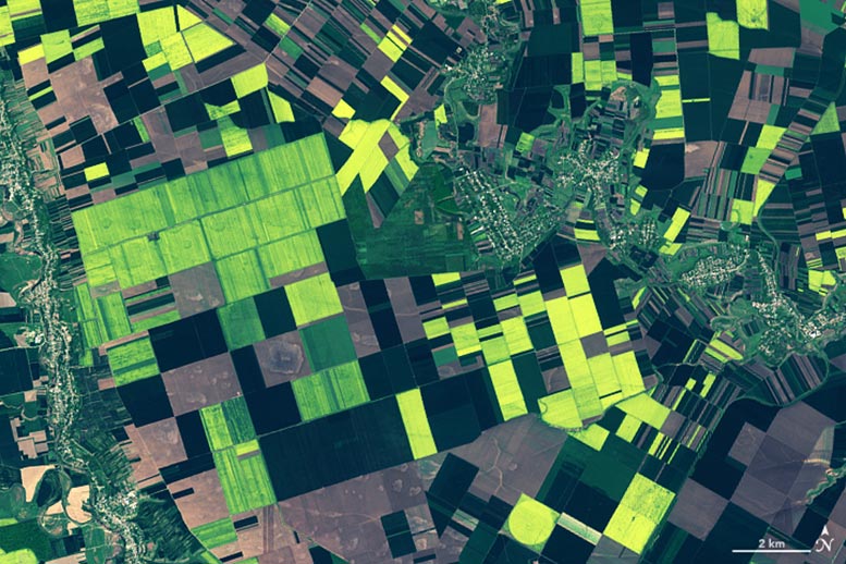 Golden-Fields-in-Romania-Detail.jpg