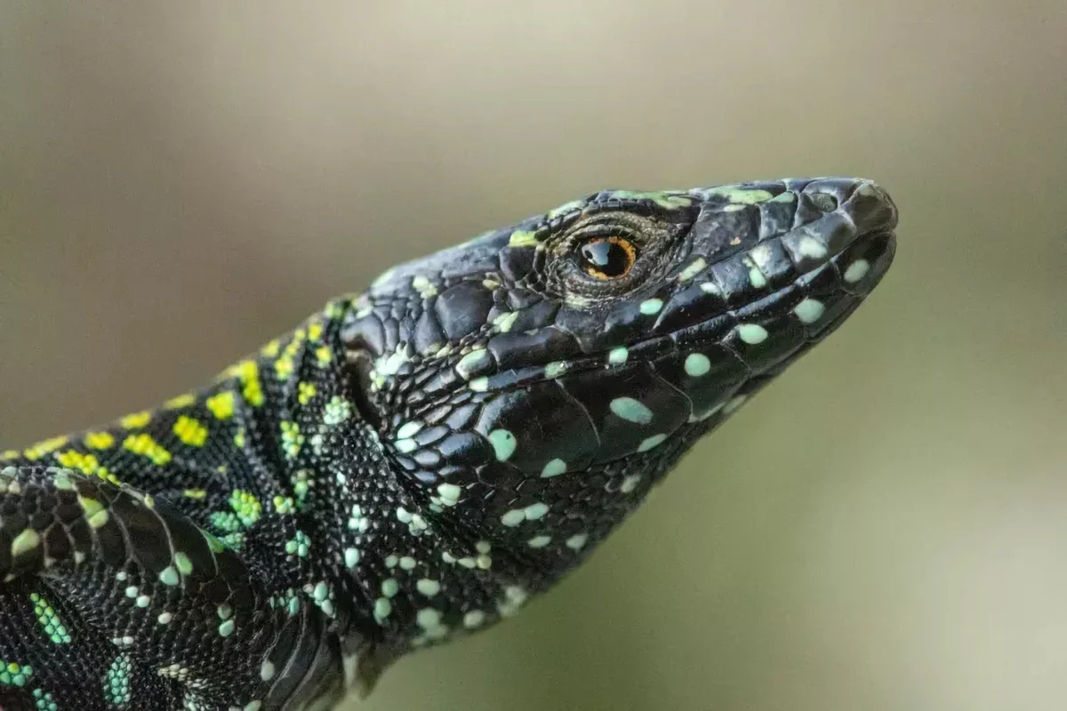 Hulk-Lizard-Close-Up_jpg_92.jpg