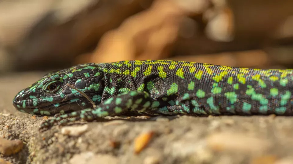 Hulk-Lizard_jpg_92.jpg