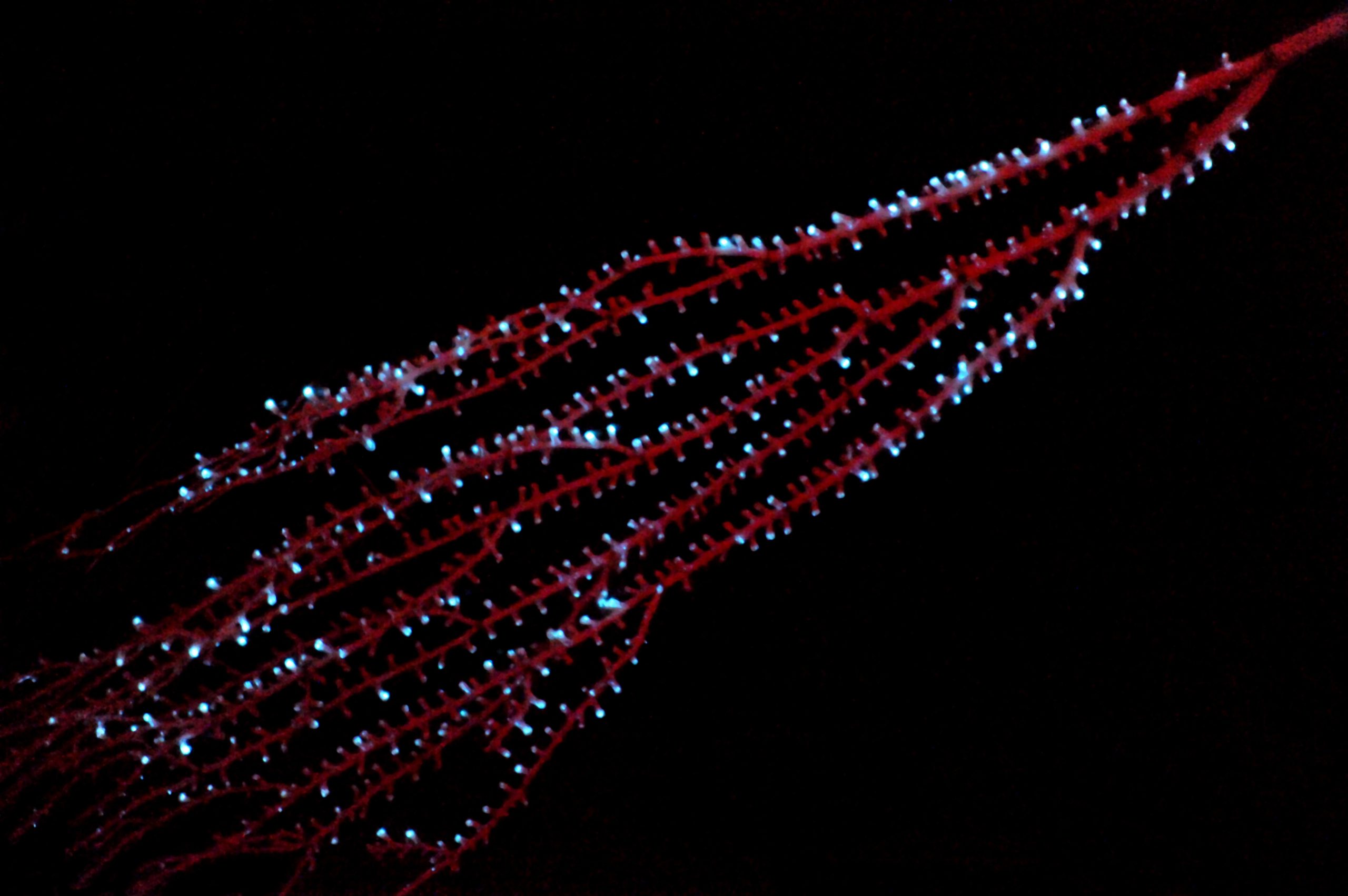 Bamboo-Octocoral-Isidella-scaled.jpg