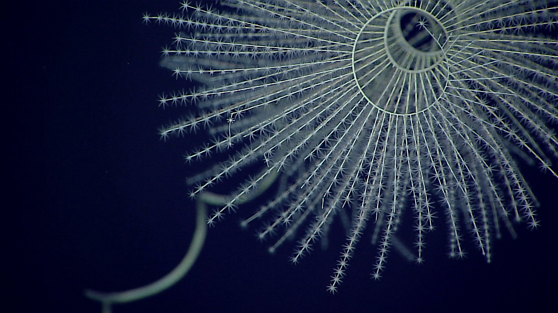 A-Magnificent-Coral-Iridogorgia-magnispiralis.jpg