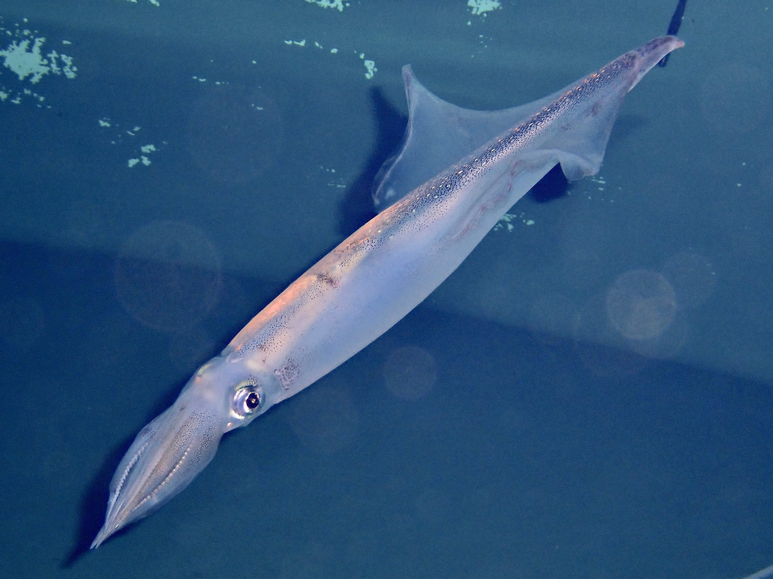 Spear-Squid-scaled.jpg