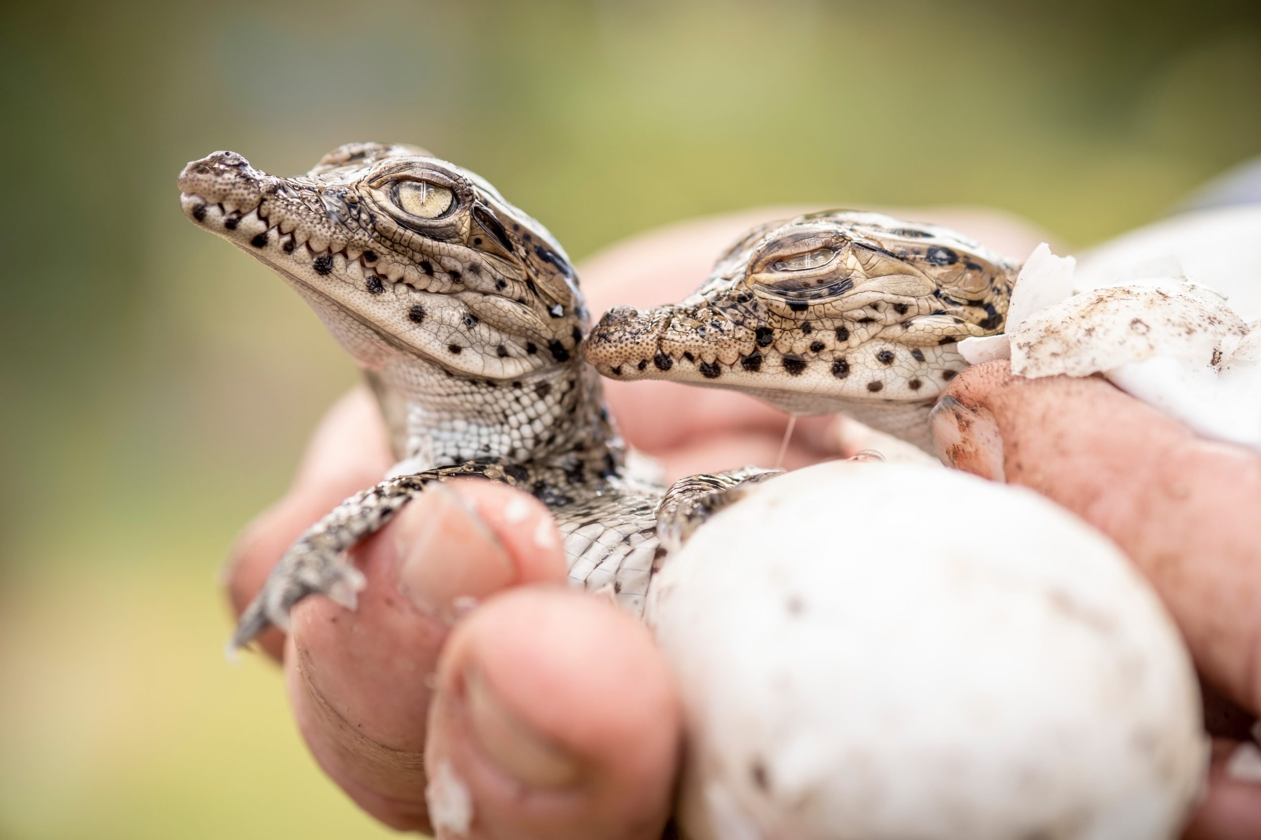 Cuban-Crocodile-Hatchling-scaled.jpg