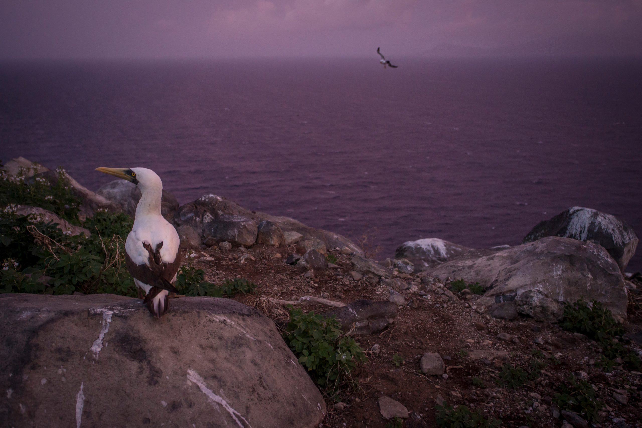 Masked-Booby-on-Redonda-scaled.jpg