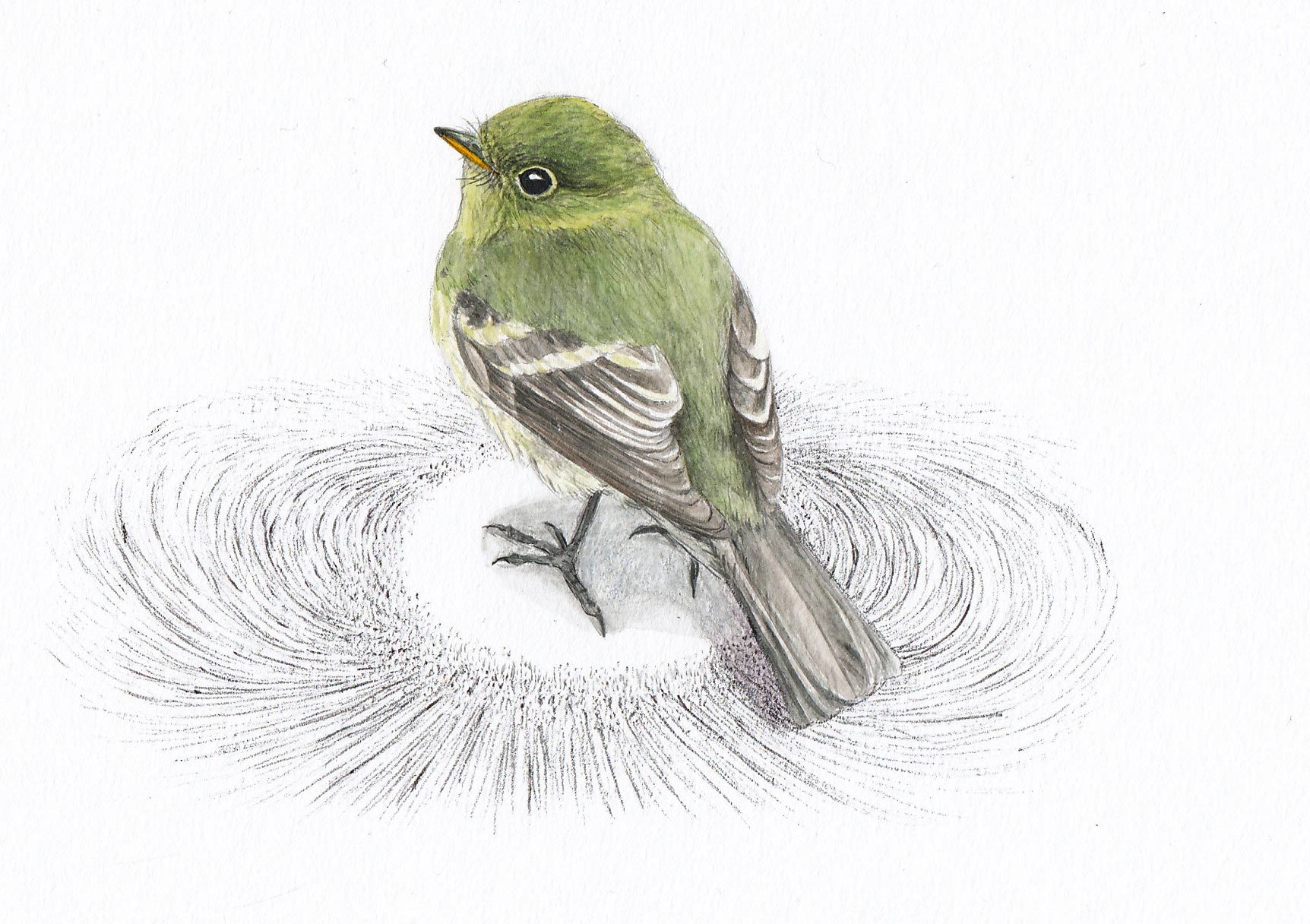 Yellow-bellied-Flycatcher.jpg