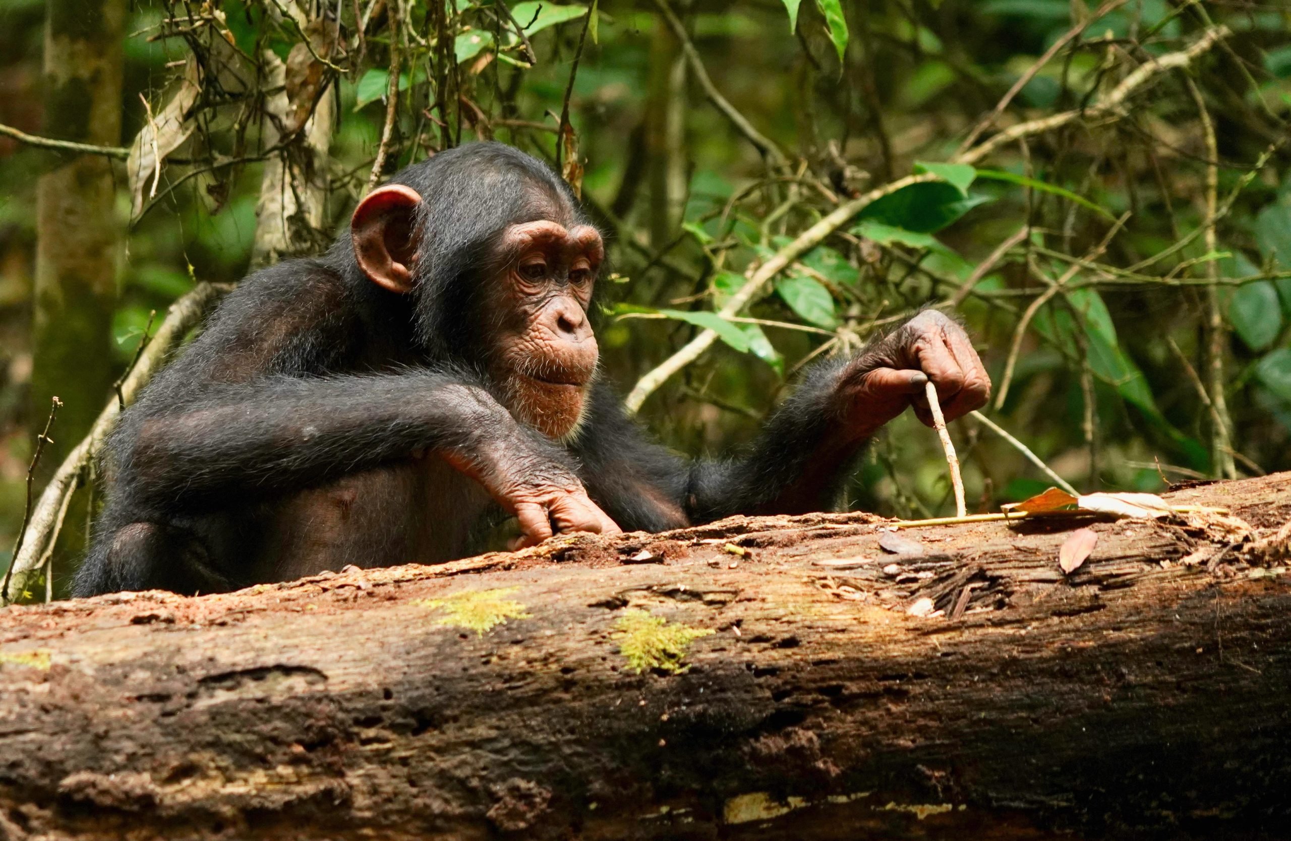 Wild-Western-Chimpanzee-Using-Stick-Tool-scaled.jpg
