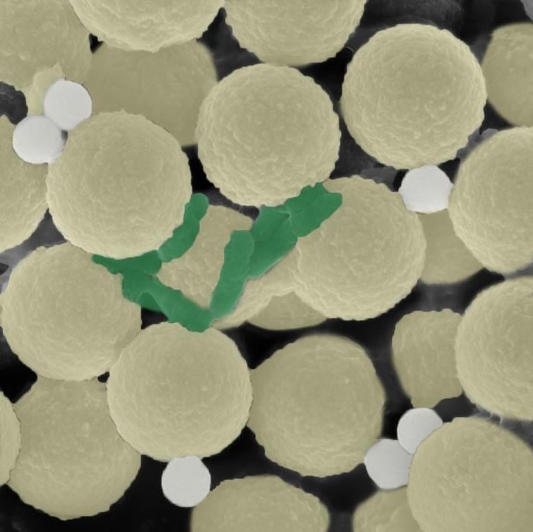 Miniature-Robots-Clean-Up-Microplastics-and-Microbes.jpg
