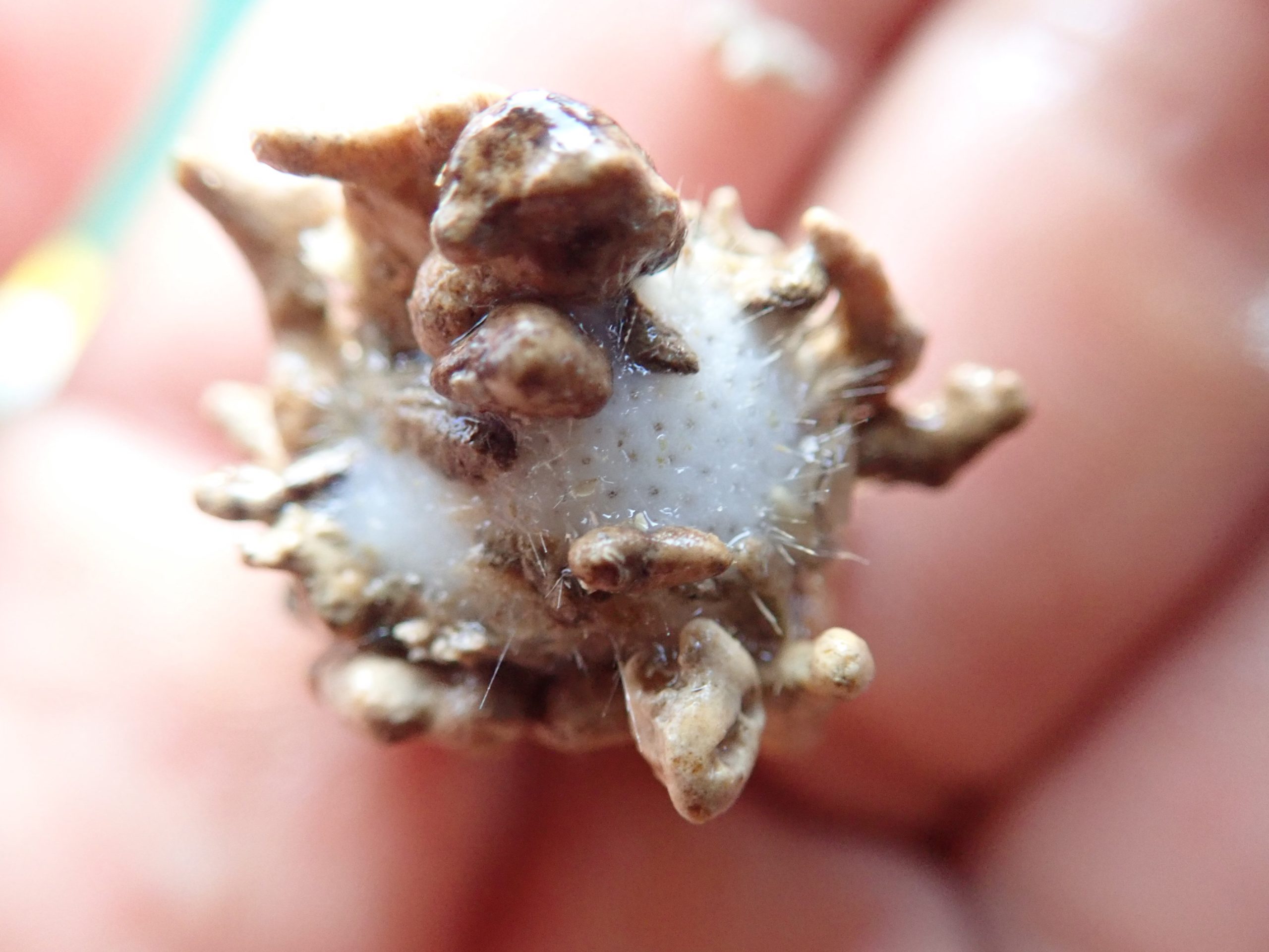 Geodia-bibilonae-scaled.jpg