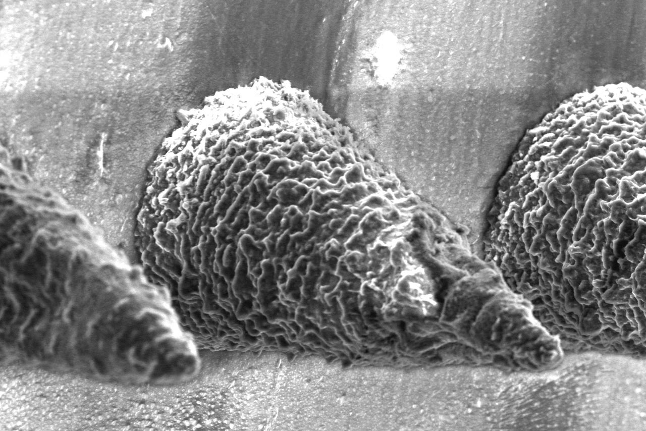 Microneedle-Patches-Made-From-Hyaluronic-Acid-Crosslinked-With-Polyethylene-Glycol.jpg