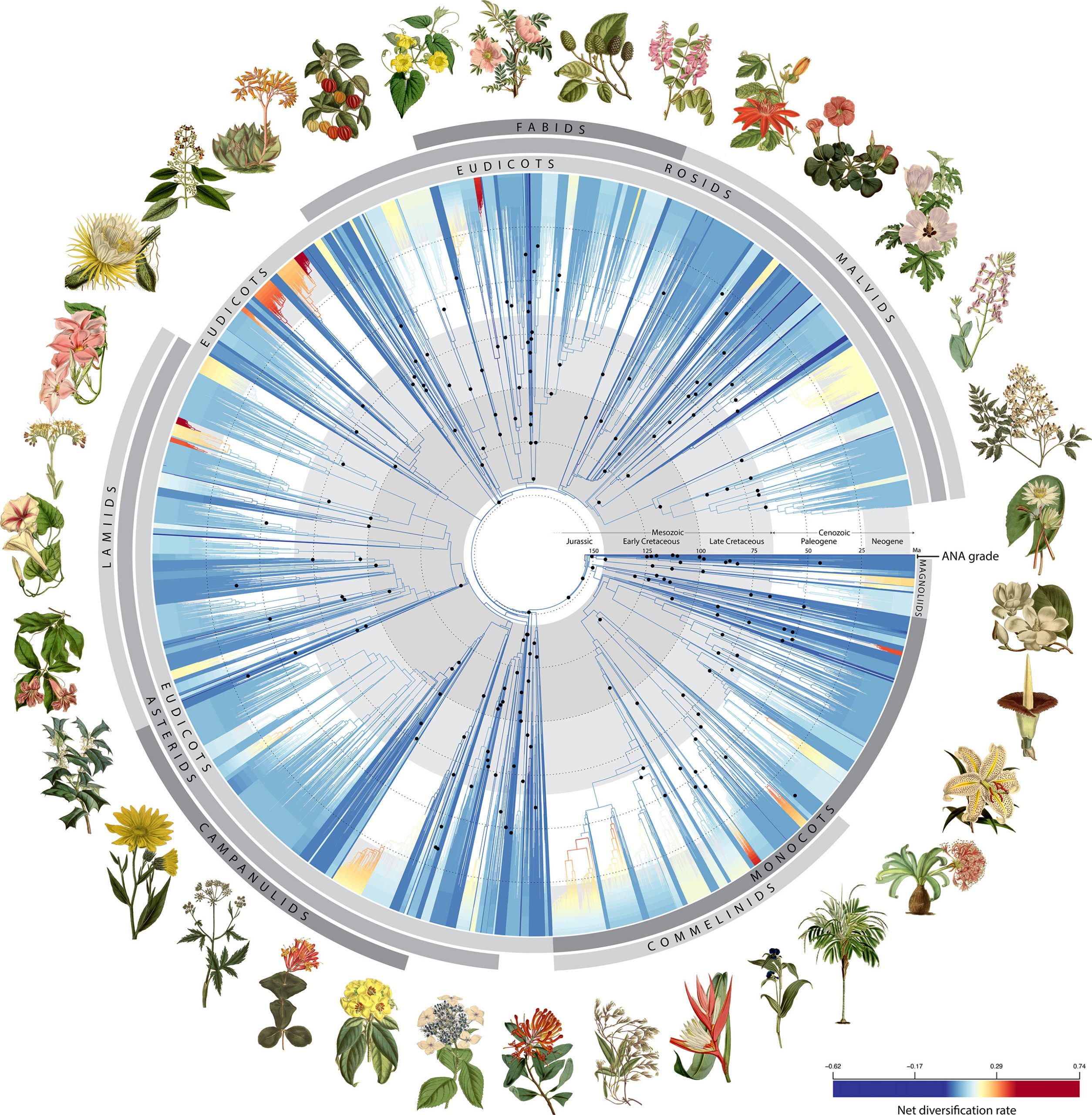 Anigiosperm-Tree-of-Life-scaled(2).jpg