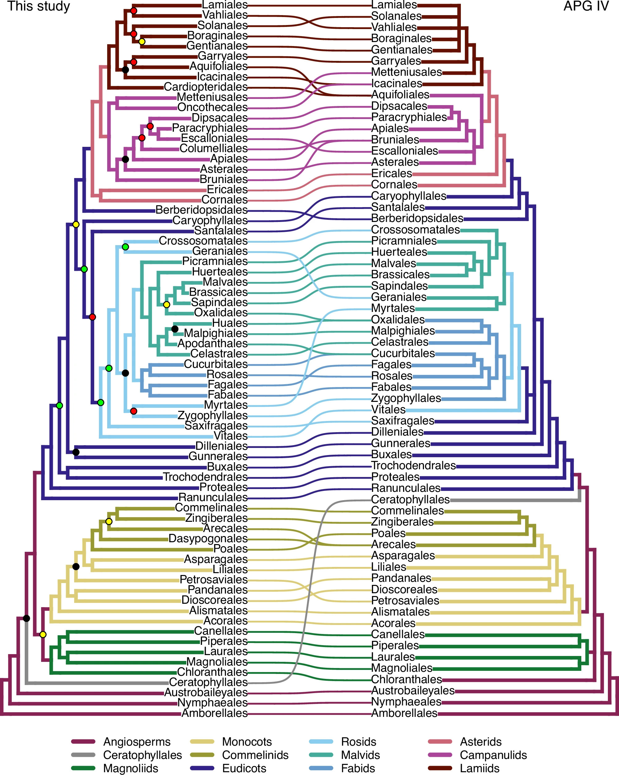 Tanglegram-at-Ordinal-Level-Between-This-Work-and-the-APG-IV-Schematic-Tree.jpg