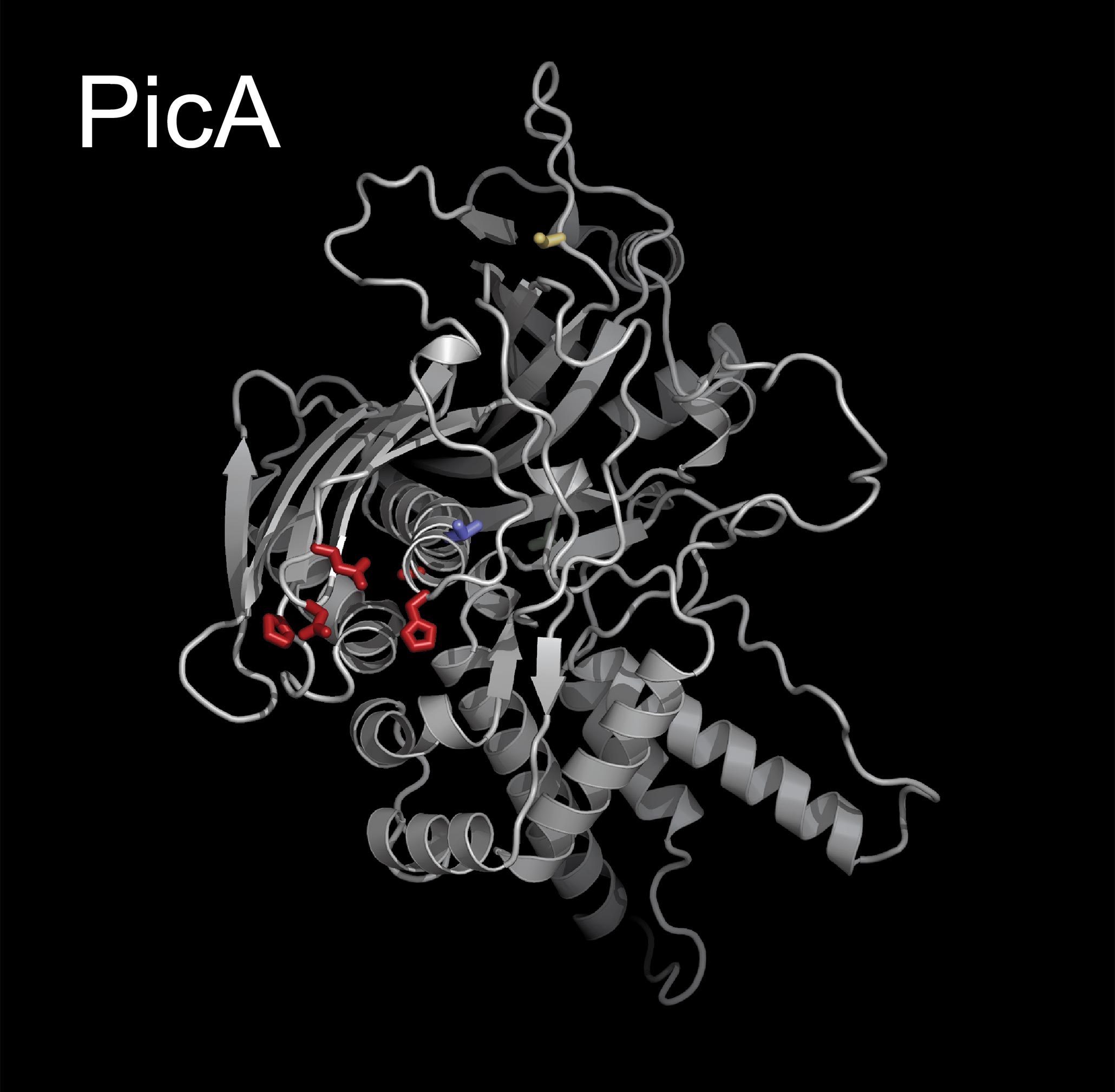 PicA.jpg