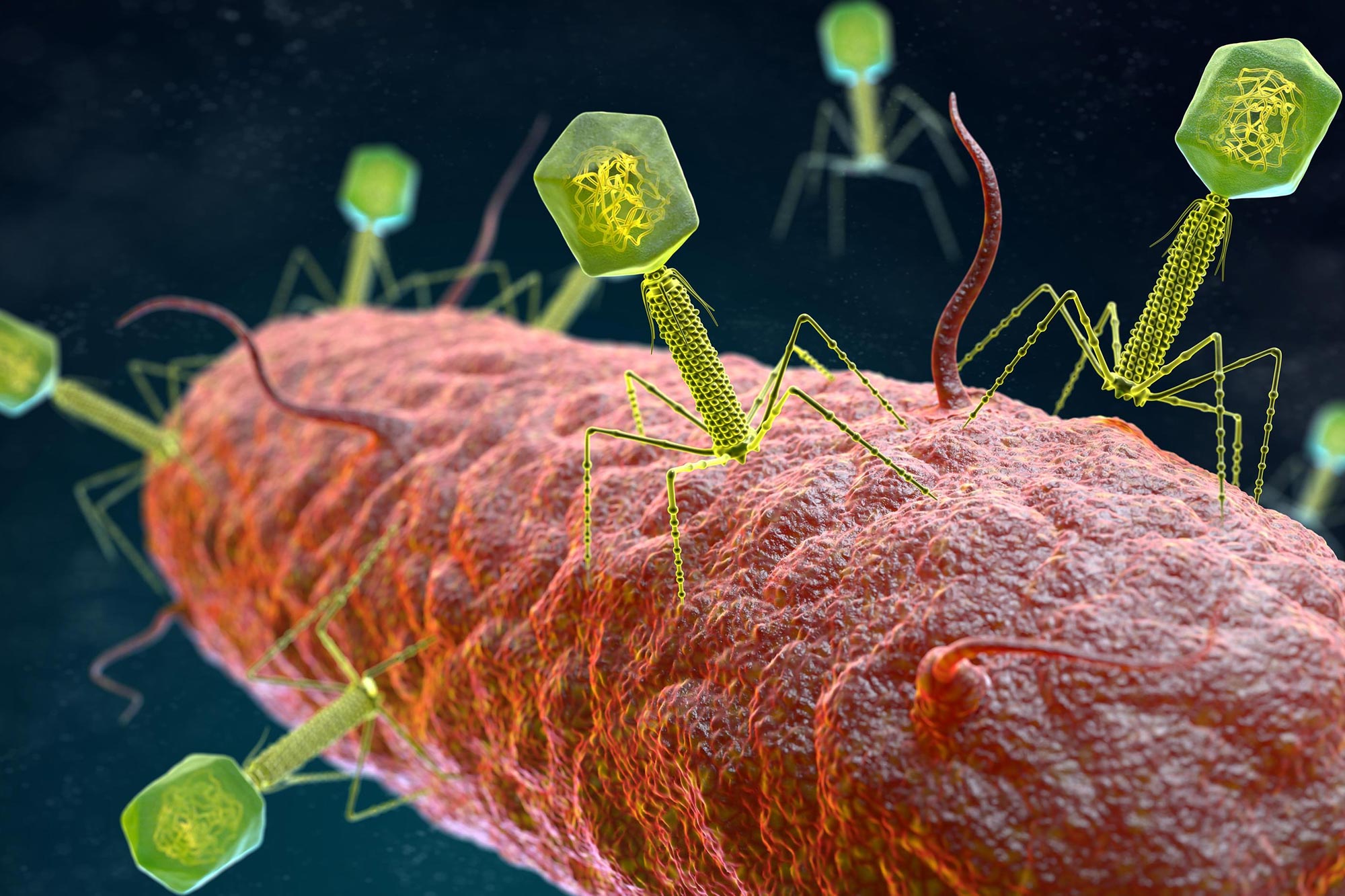 Bacteriophage-Virus-Attacking-Bacteria.jpg