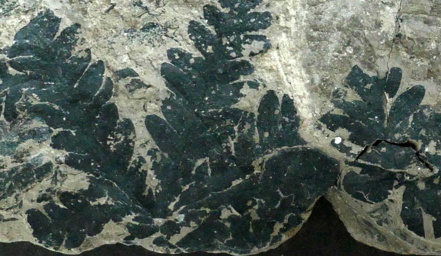 Phlebopteris-Fern-Fossil-From-Pechgraben(1).jpg