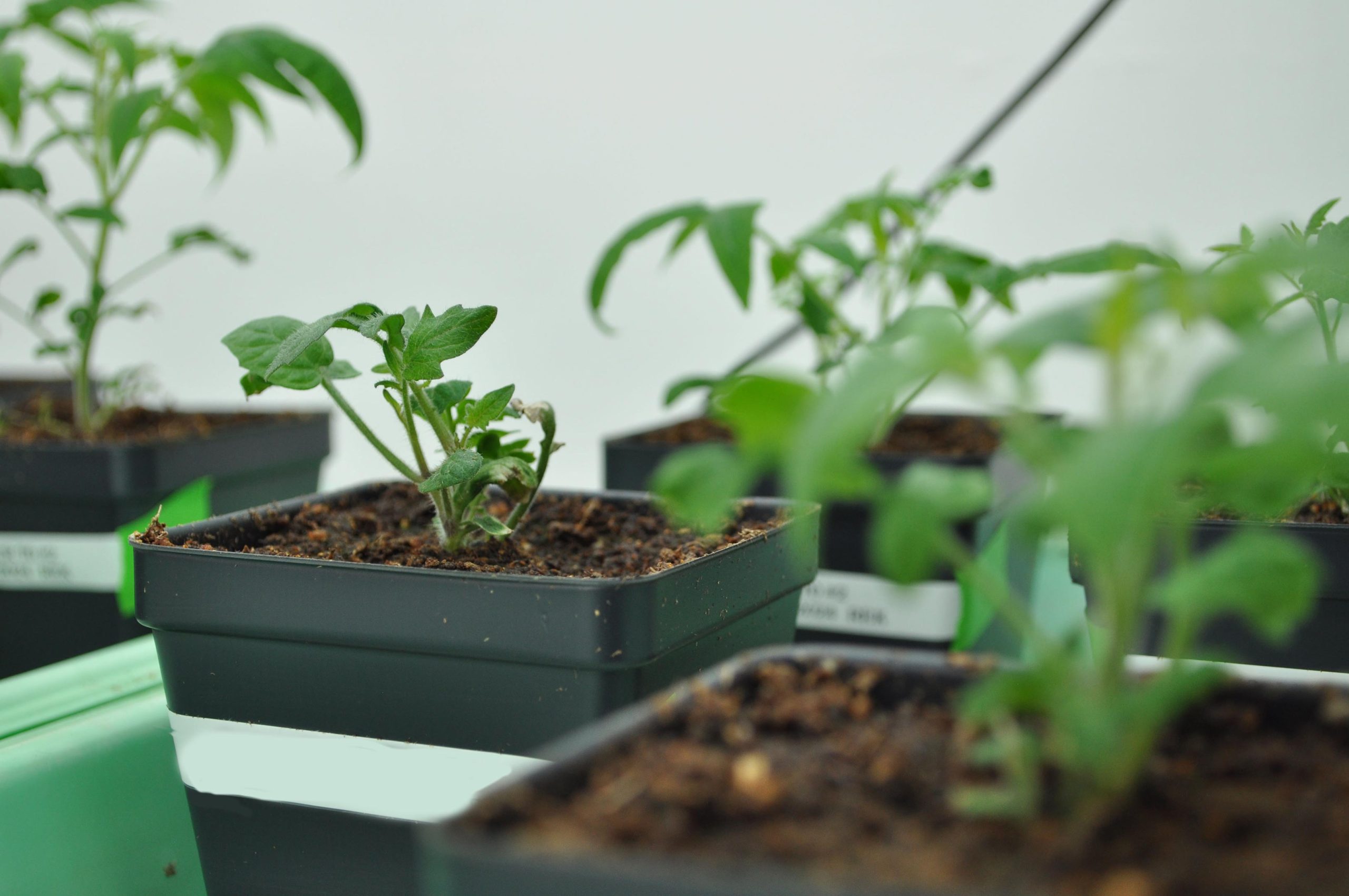 MSU-Tomato-Seedlings-scaled.jpg