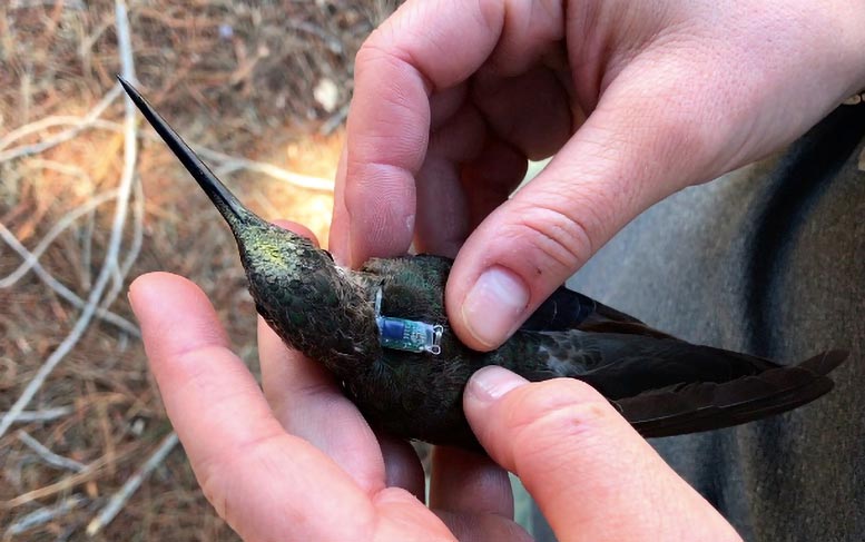 Southern-Giant-Hummingbird-With-Geolocator-Backpack.jpg
