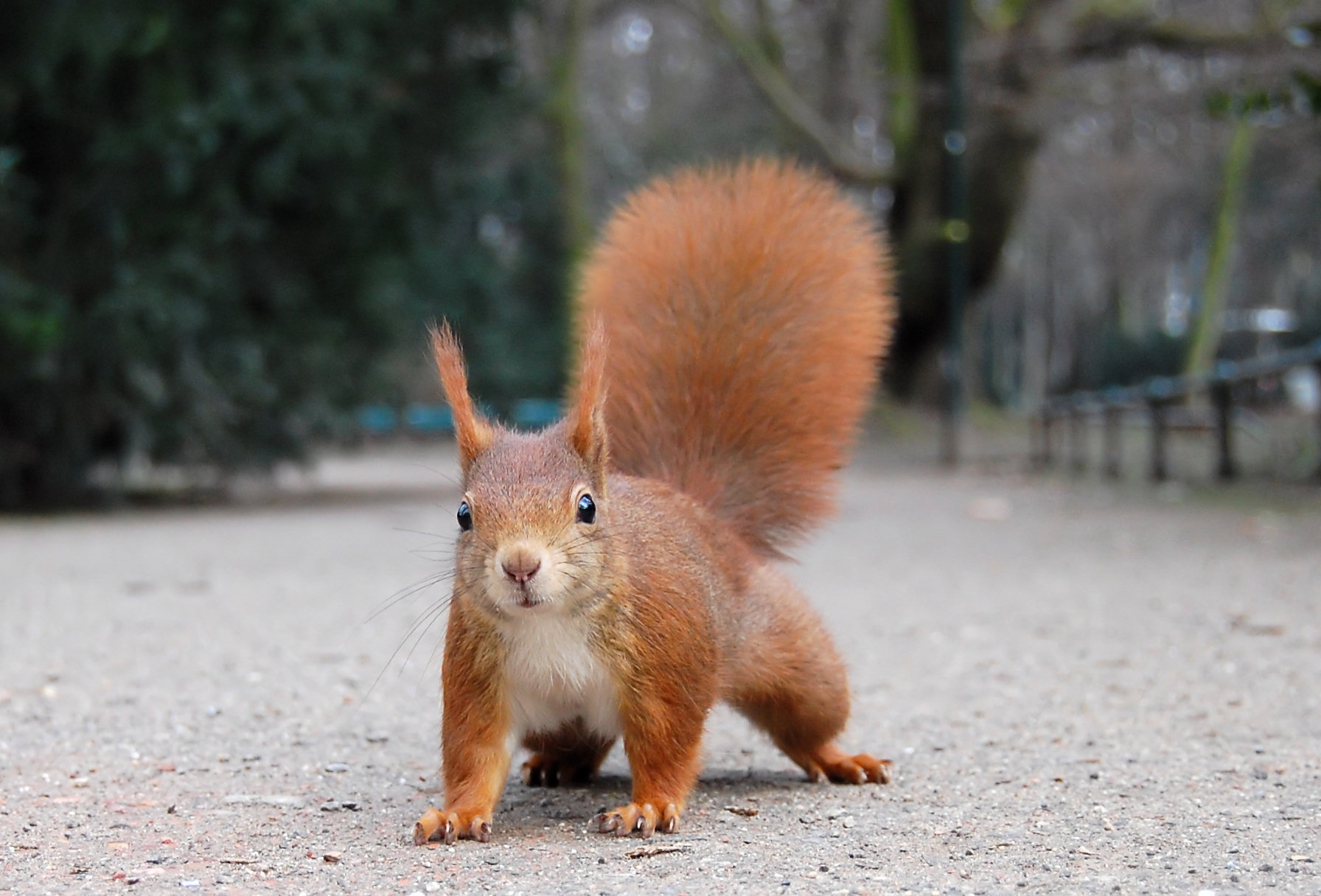 Eichh_rnchen_Düsseldorf_Hofgarten_edit.jpg