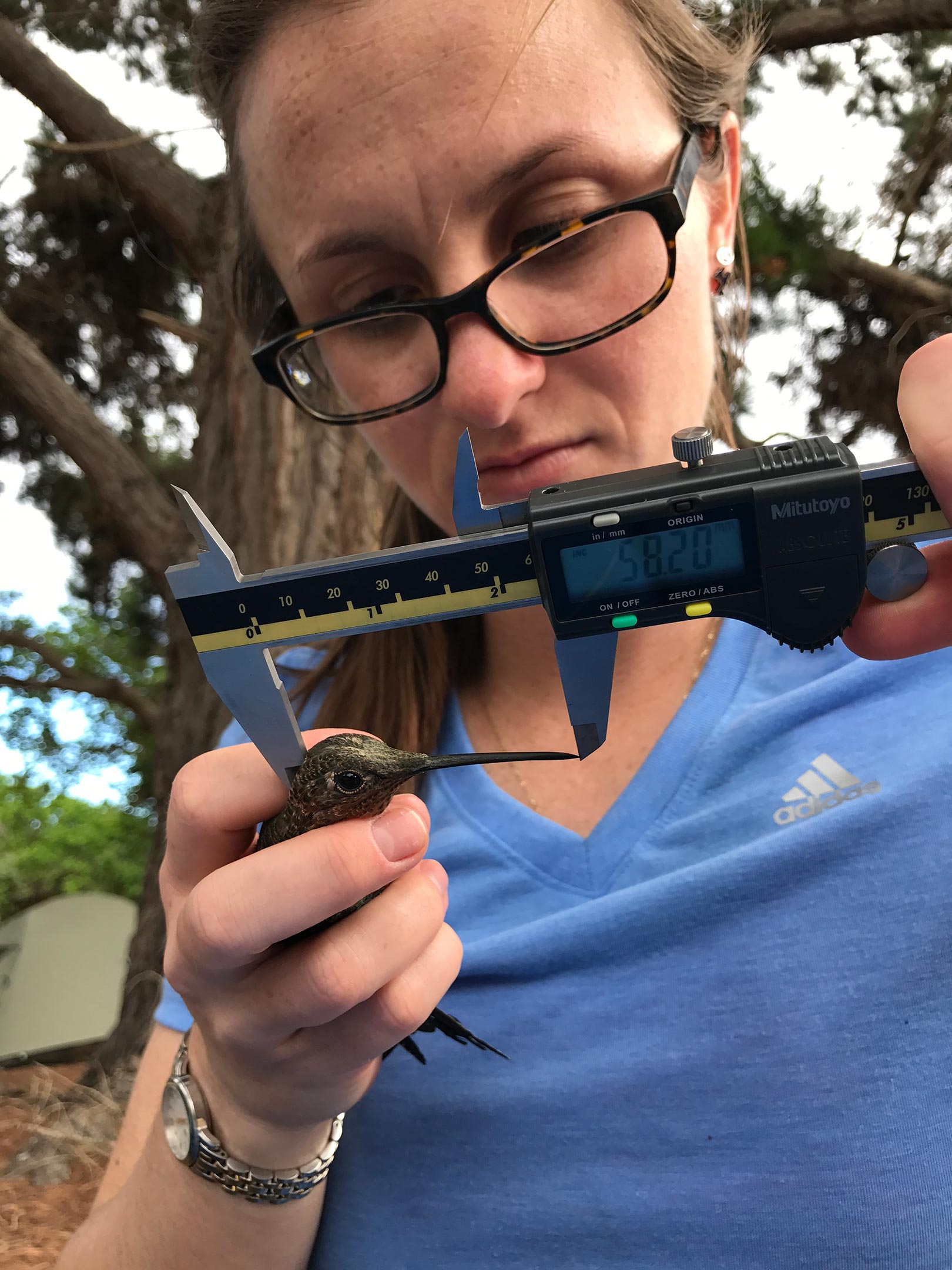 Hummingbird-Measurement.jpg