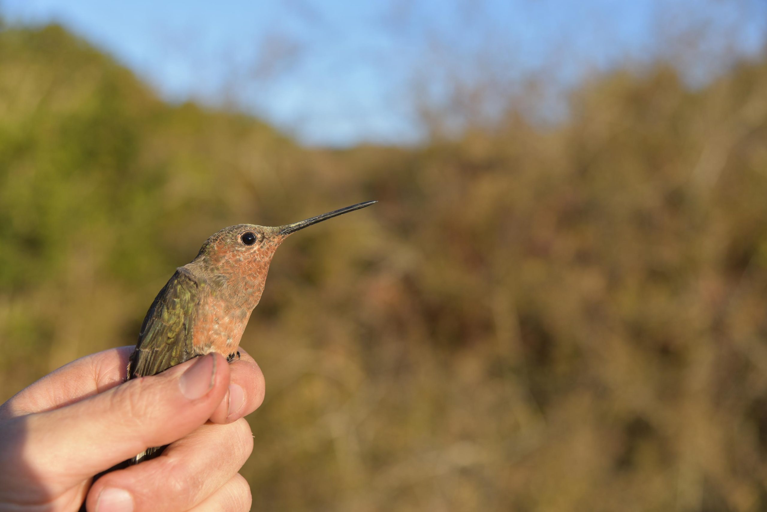 Southern-Giant-Hummingbird-scaled.jpg