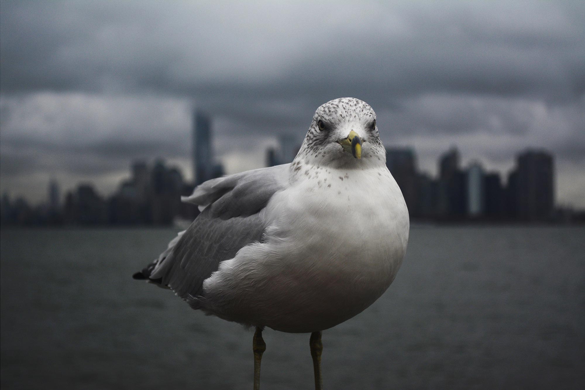 NYC-Seagull.jpg