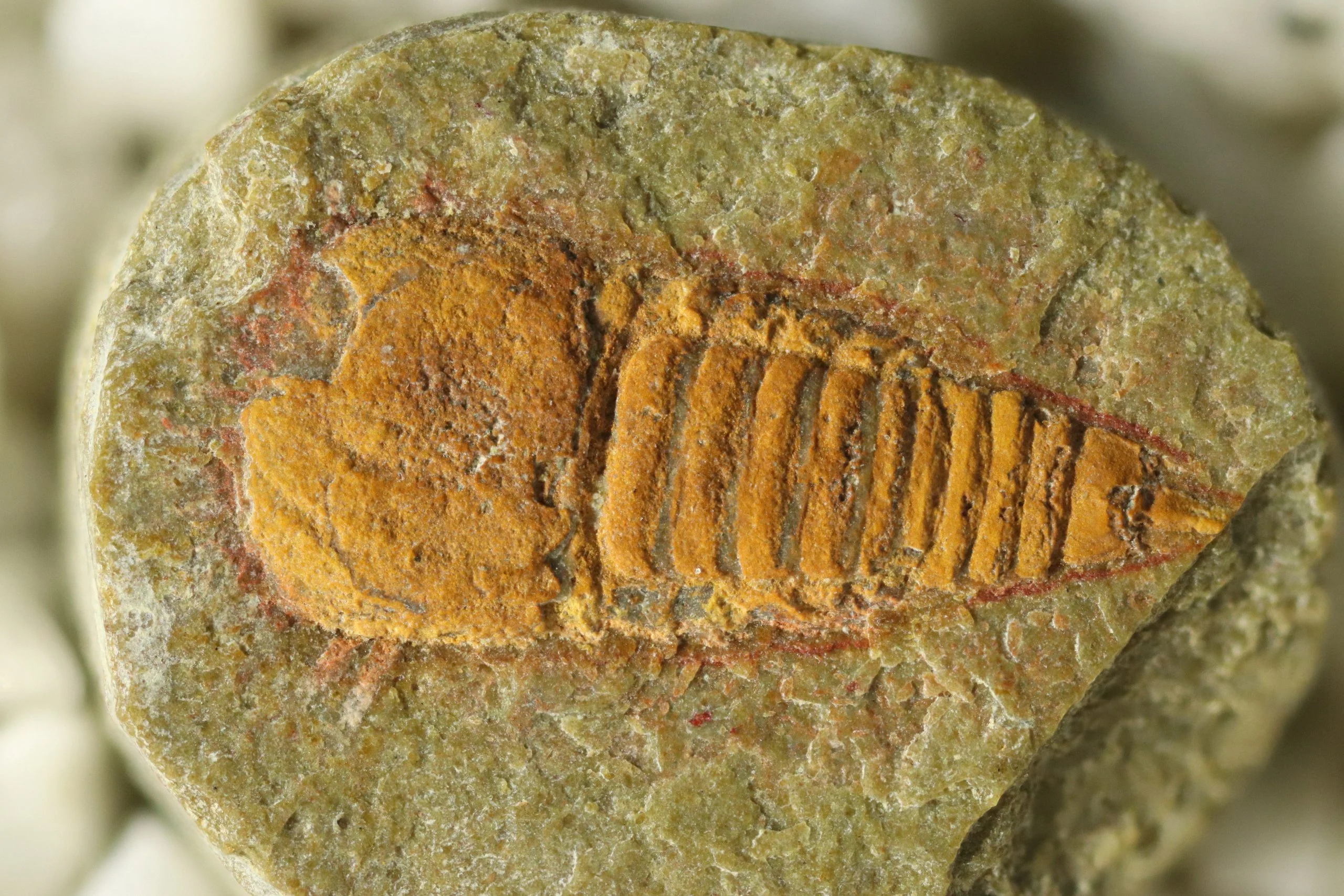Setapedites-abundantis-Fossil-scaled.webp