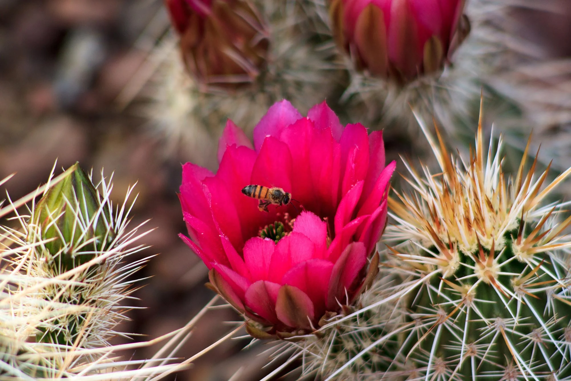 Bee-Cactus-Flower.webp