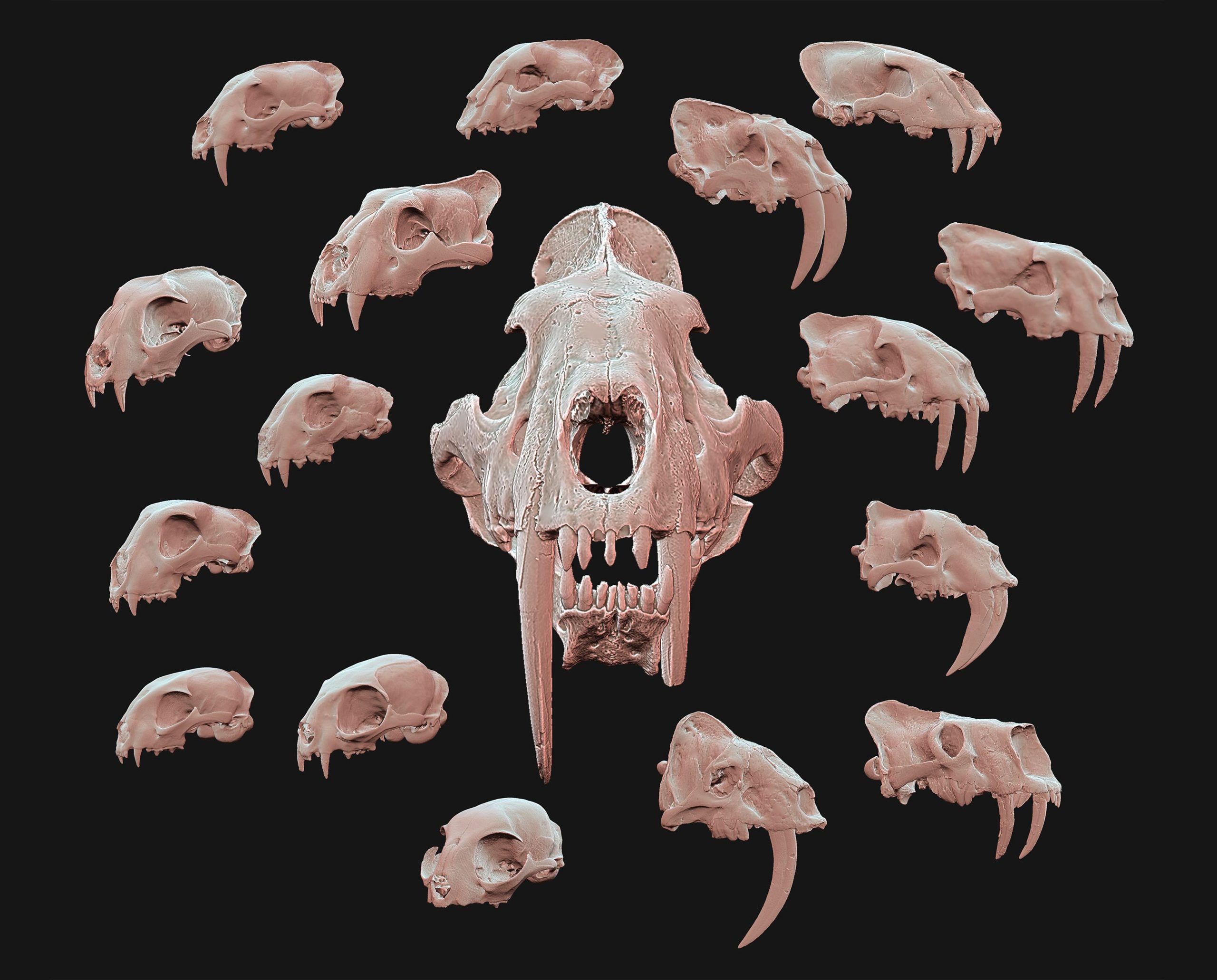 Morphological-Variation-Cranium-Felids-Nirmavids-Species-Exhibiting-Short-Long-Upper-Canines-scaled.jpg