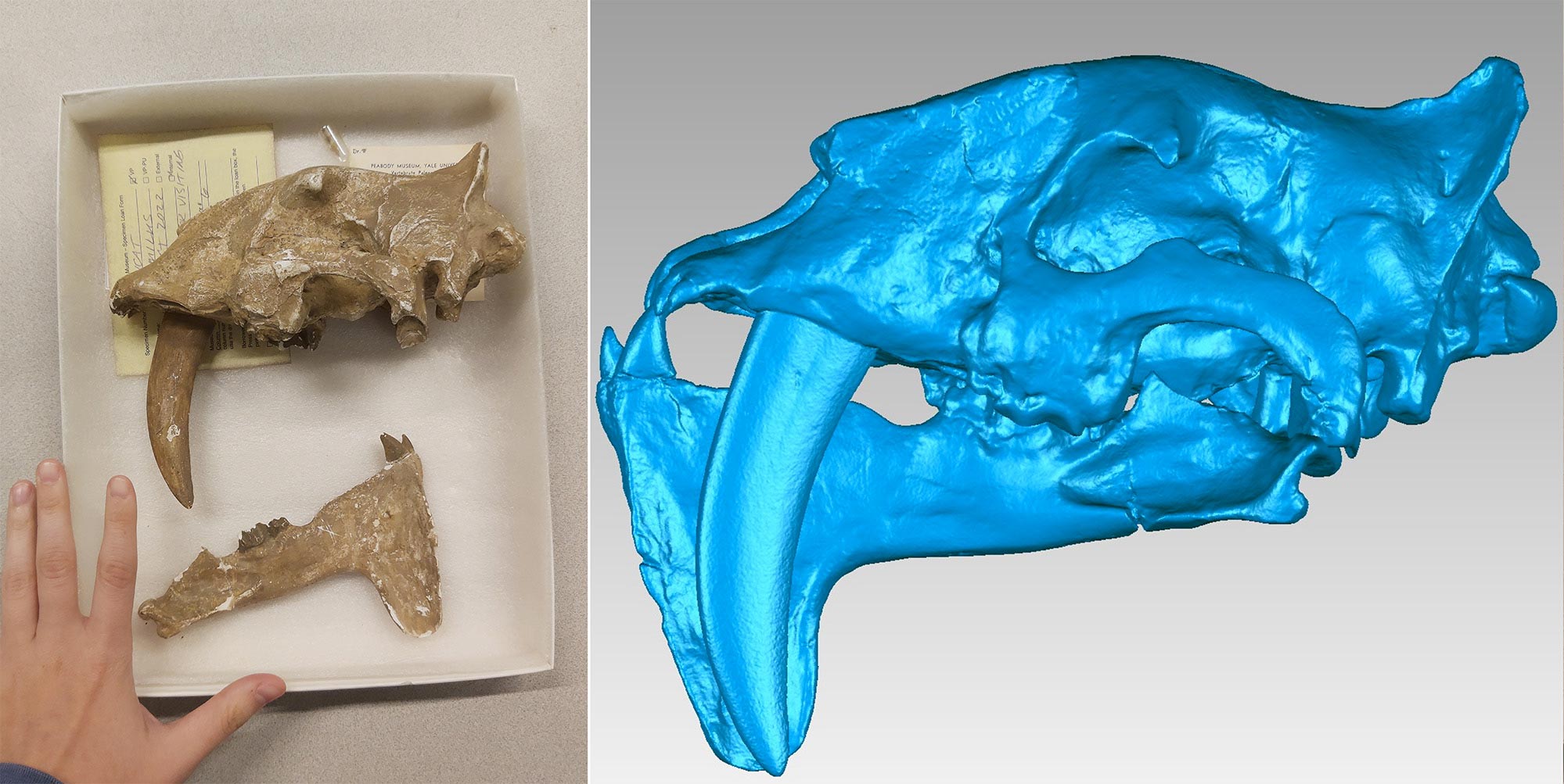 Skull-and-Mandible-of-Eusmilus-sicarius.jpg