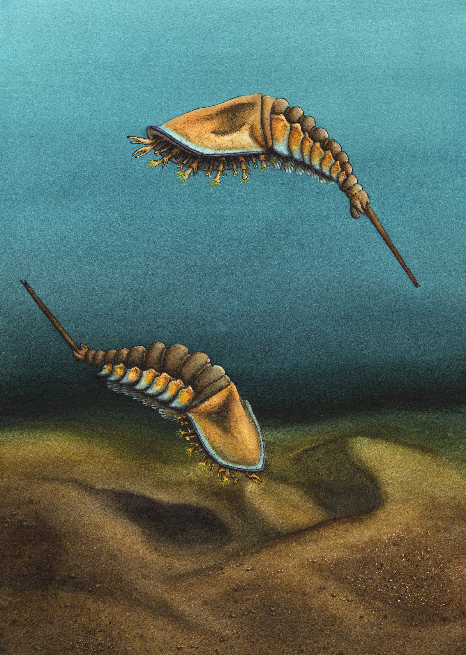 Reconstruction-of-Setapedites-abundantis.jpg