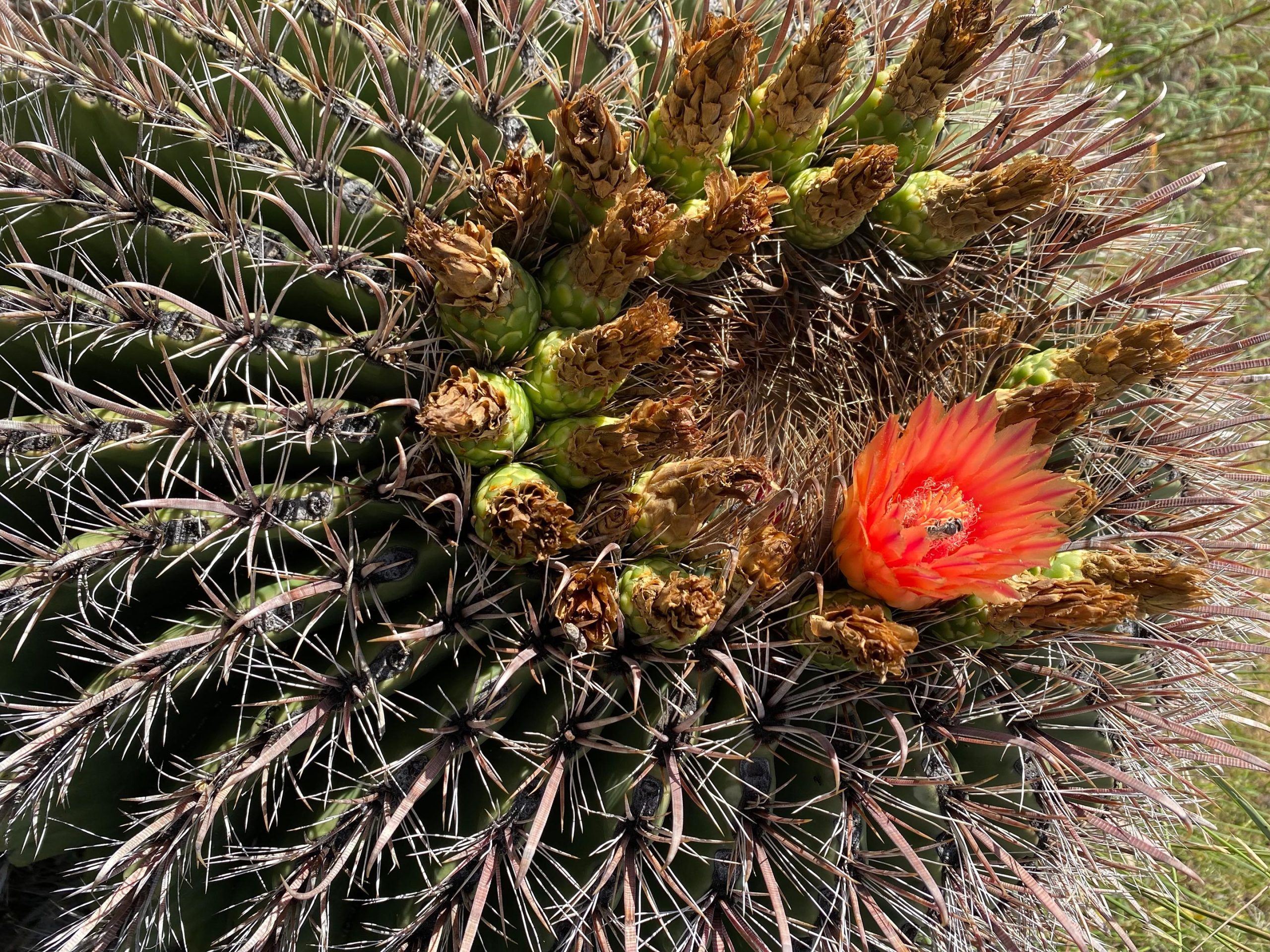 Flowering-Fishhook-Barrel-Cactus-Ferocactus-wislizenii-scaled.jpg