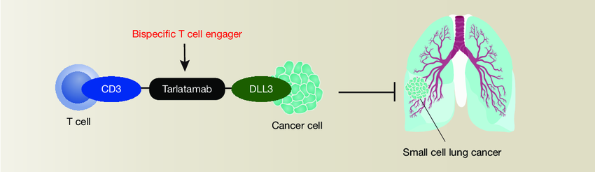 Mechanism-of-tarlatamab-mediated-tumor-suppression-in-SCLC-Tarlatamab-also-known-as-AMG.png