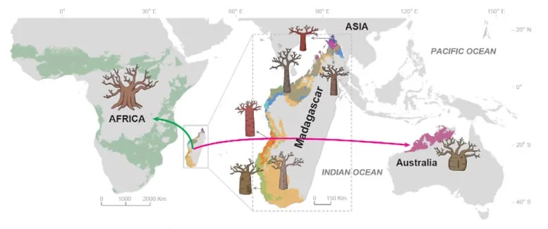 Baobabs-Origin.webp