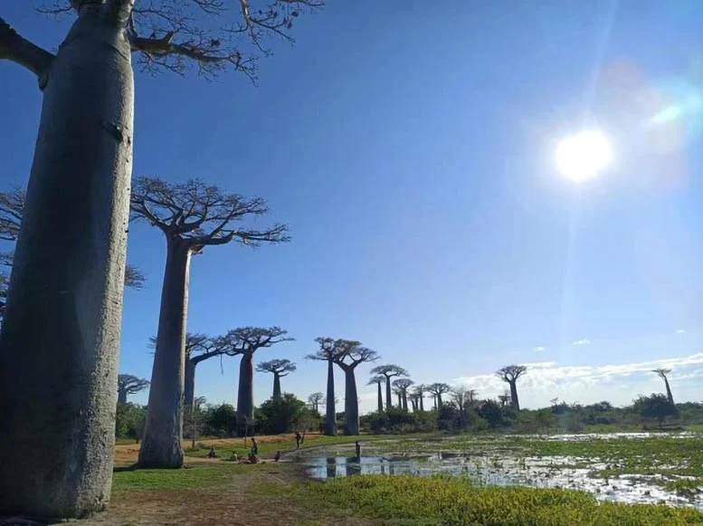 Baobab-Landscape.webp