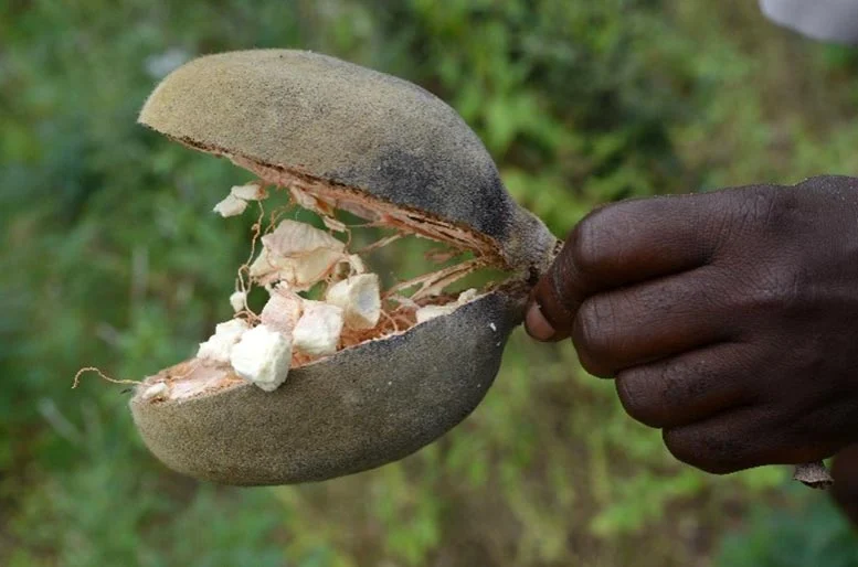 Baobab-Fruit-Open.webp