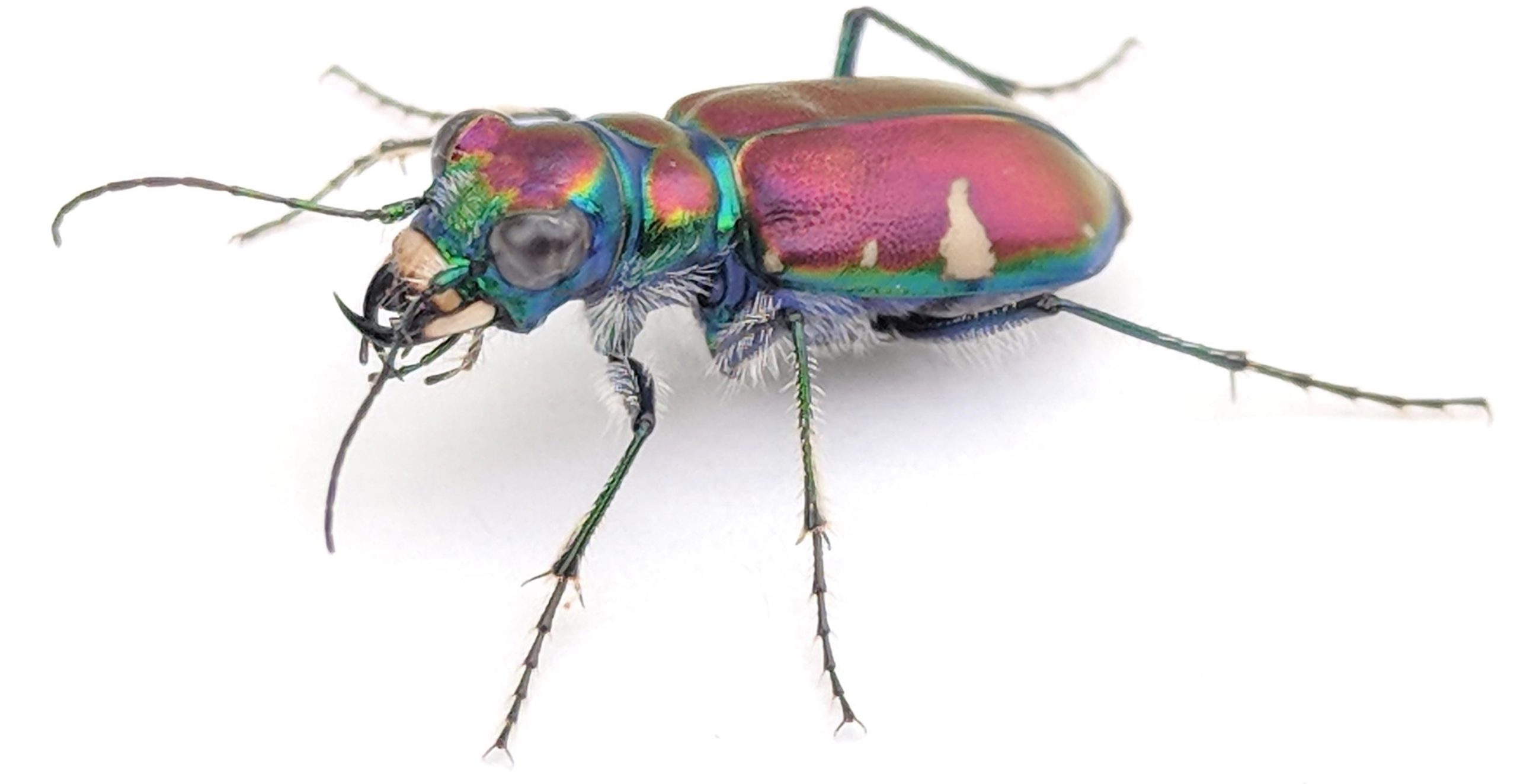 Tiger-Beetle-scaled.jpg