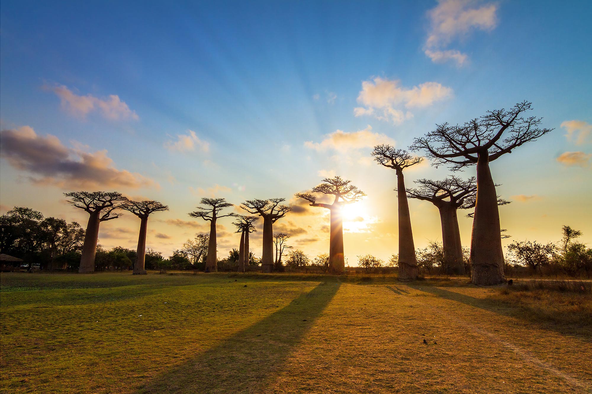 Baobab-Sunburst.jpg