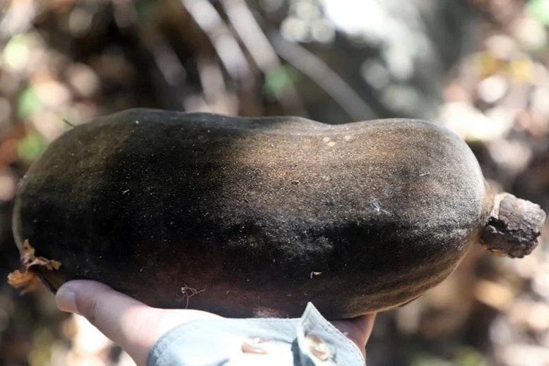 Baobab-Fruit.webp