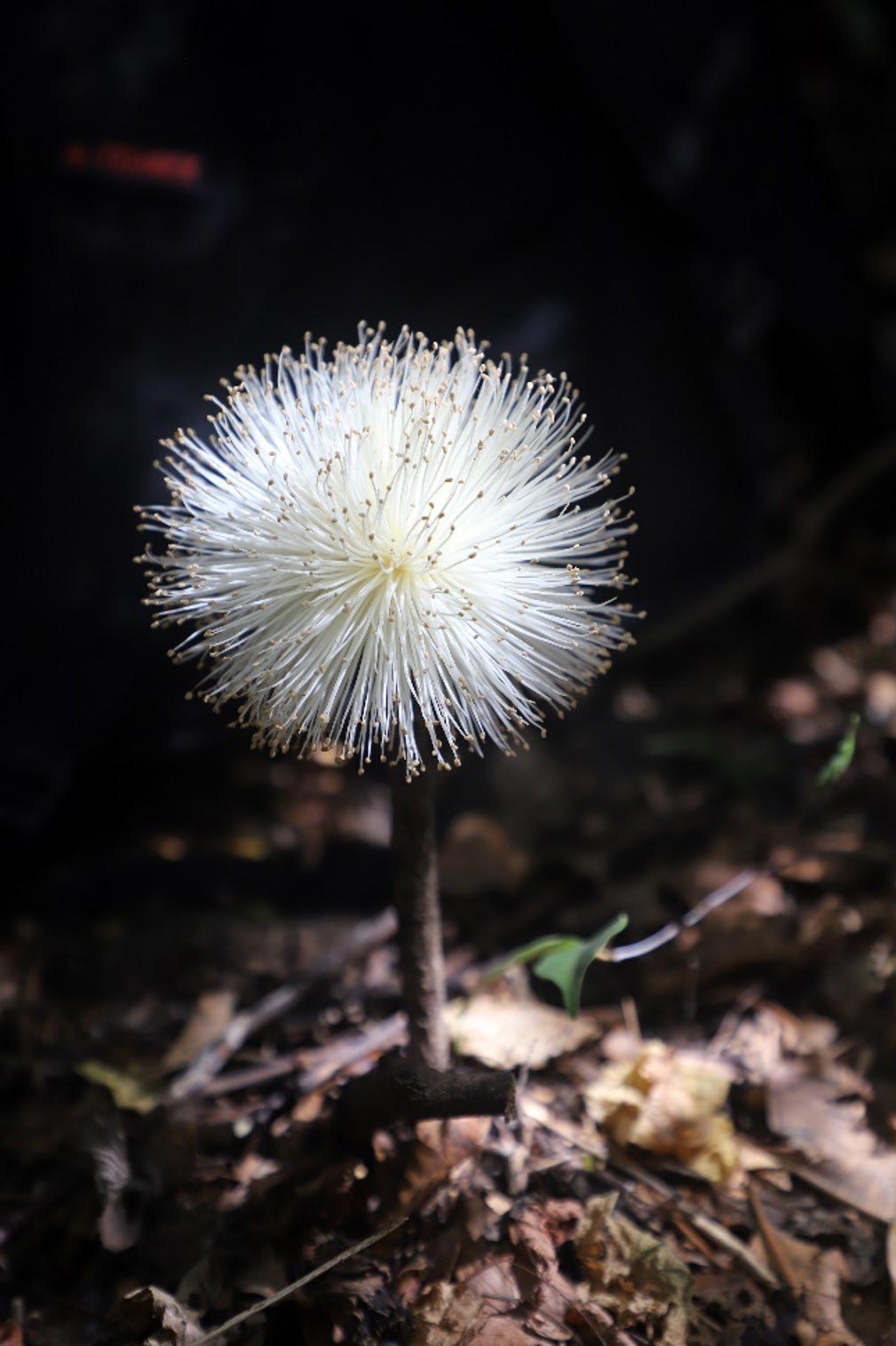 Baobab-Flower.jpg