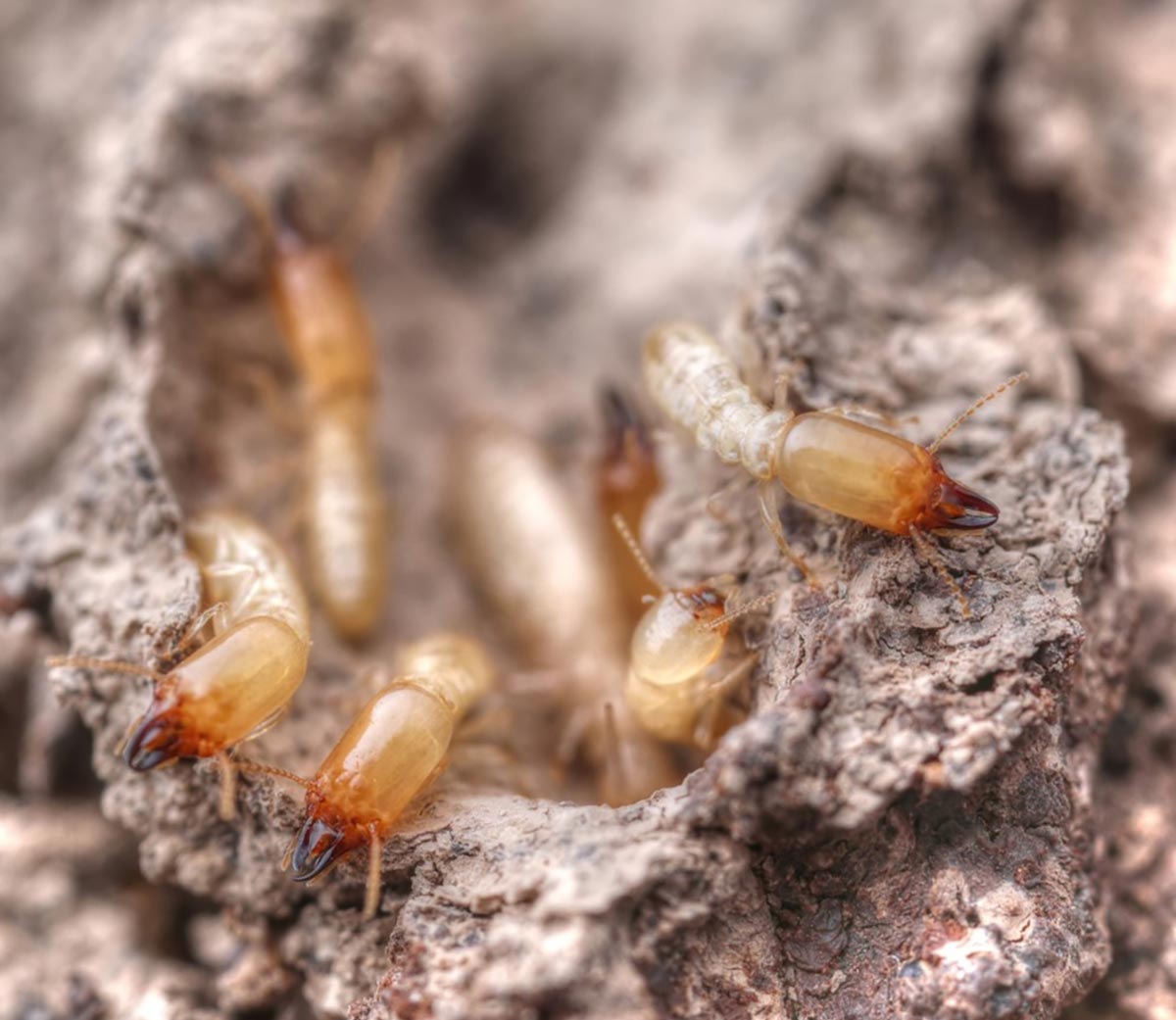 Invasive-Termites.jpg