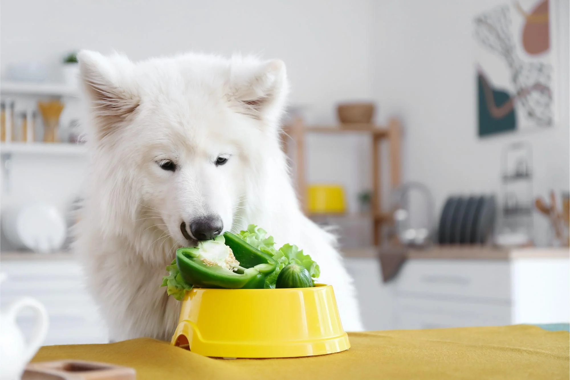Dog-Eating-Vegetables.webp