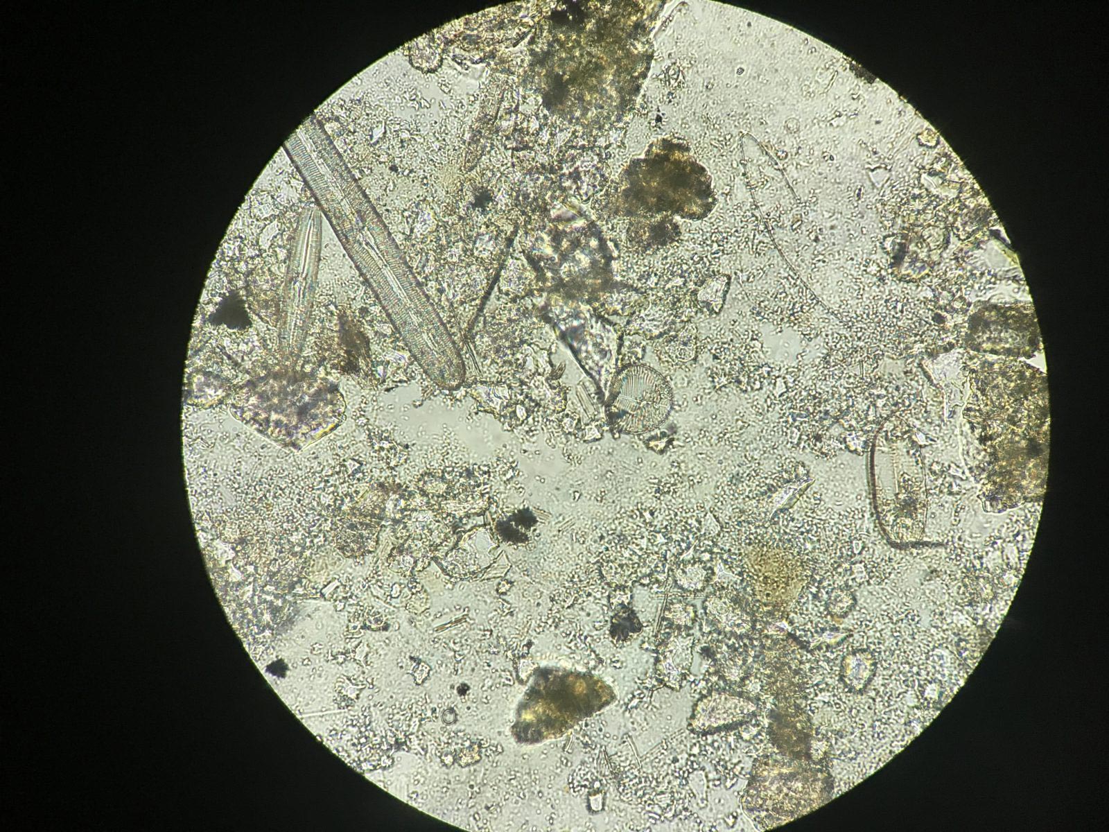 Diatoms-Magnified.jpg