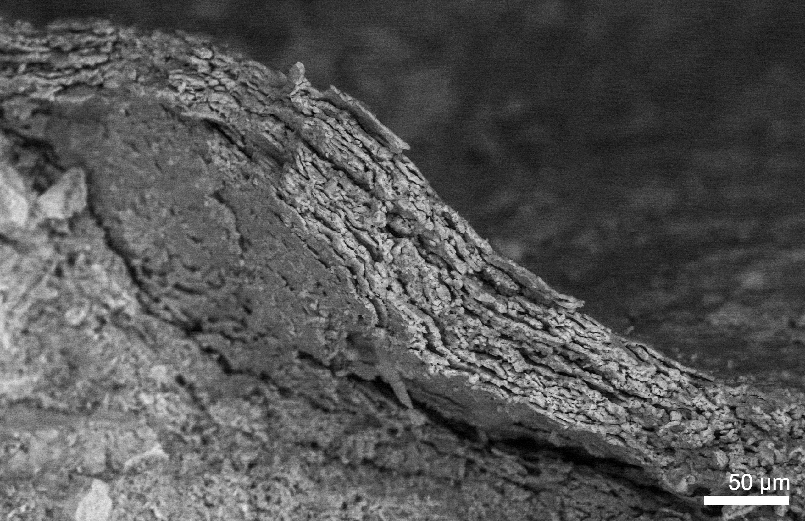 Fossil-Skin-Showing-Mineralized-Cell-Layers.jpg