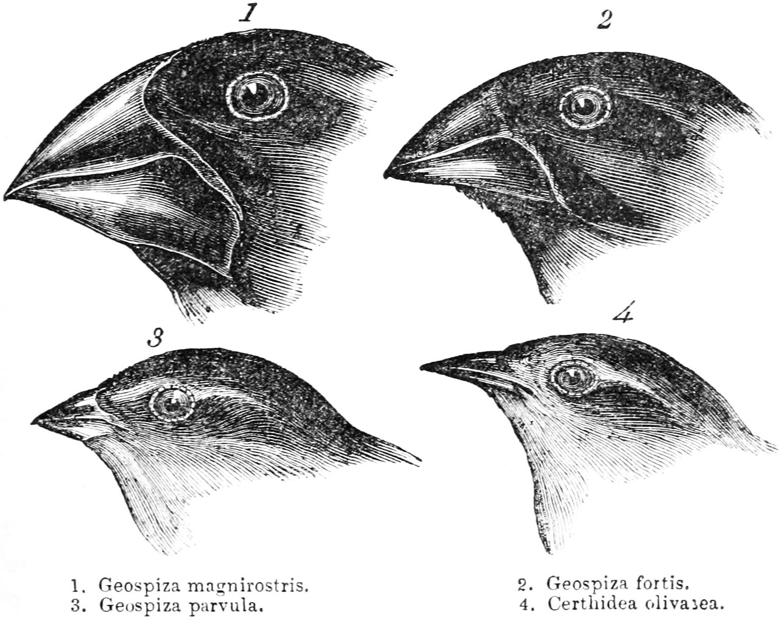 Darwins-Finches-Illustration.jpg