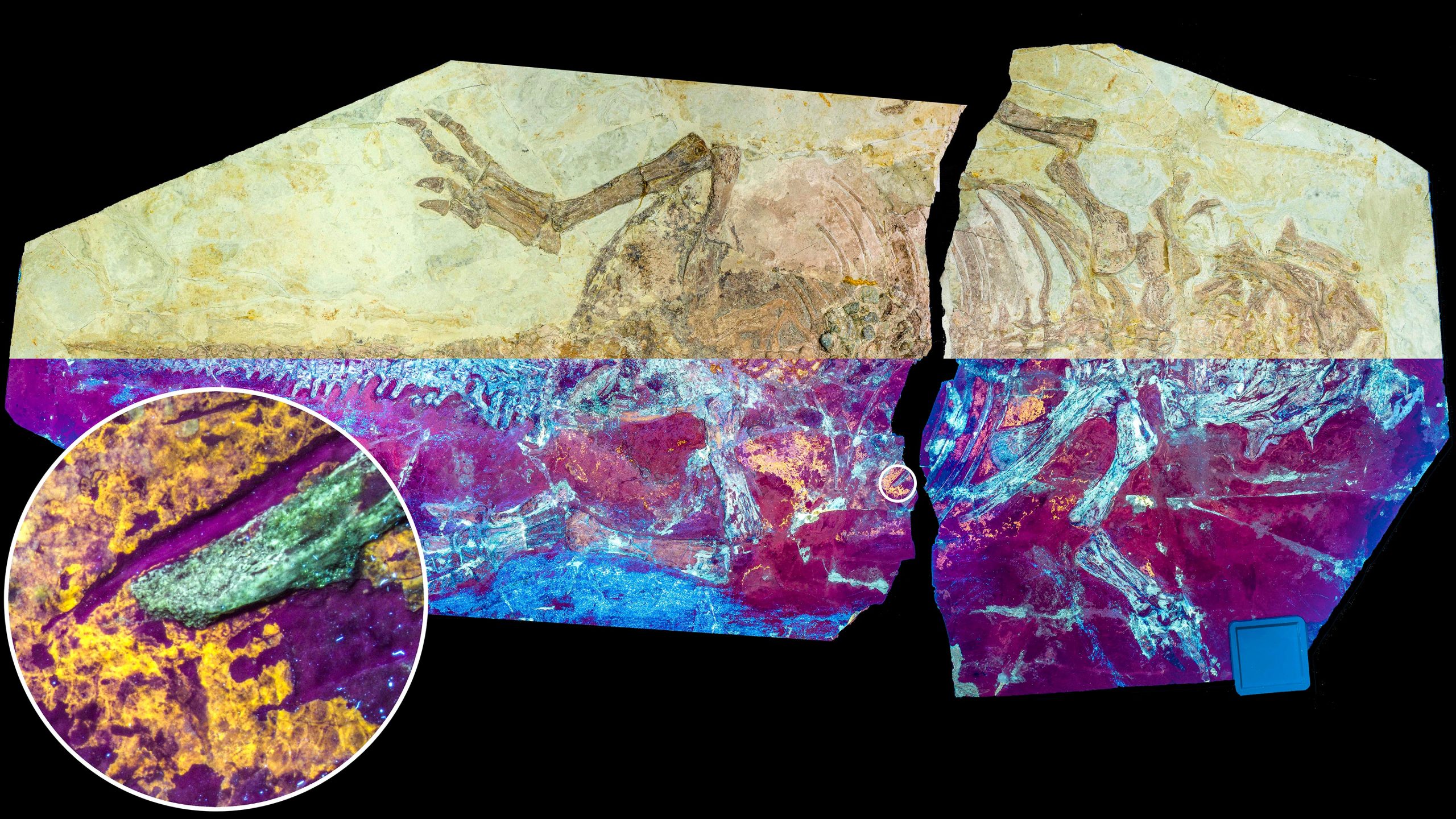 Dinosaur-Specimen-NJUES-10-Under-Natural-and-UV-Light-scaled.jpg