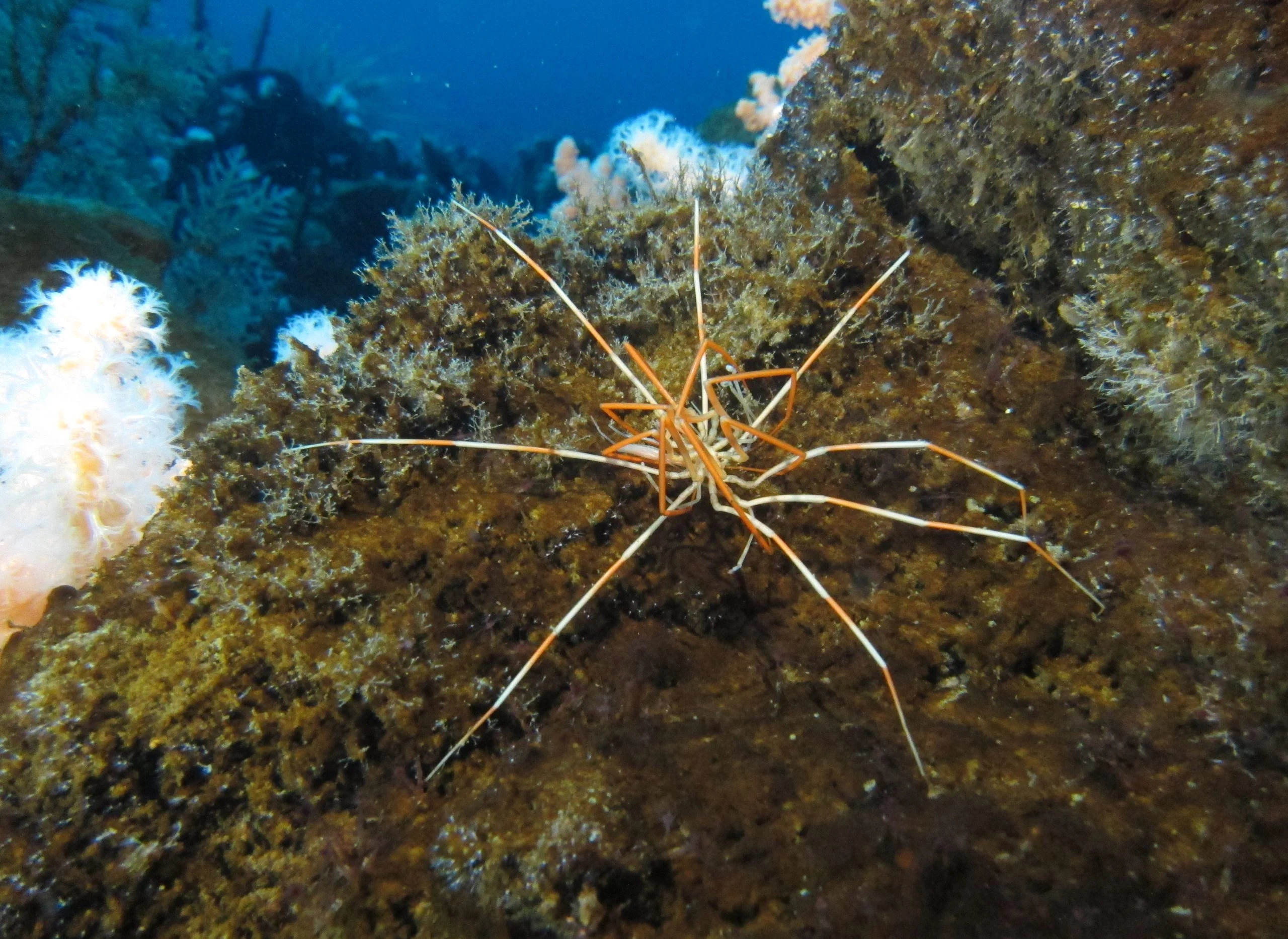Giant-Antarctic-Sea-Spider-scaled.webp