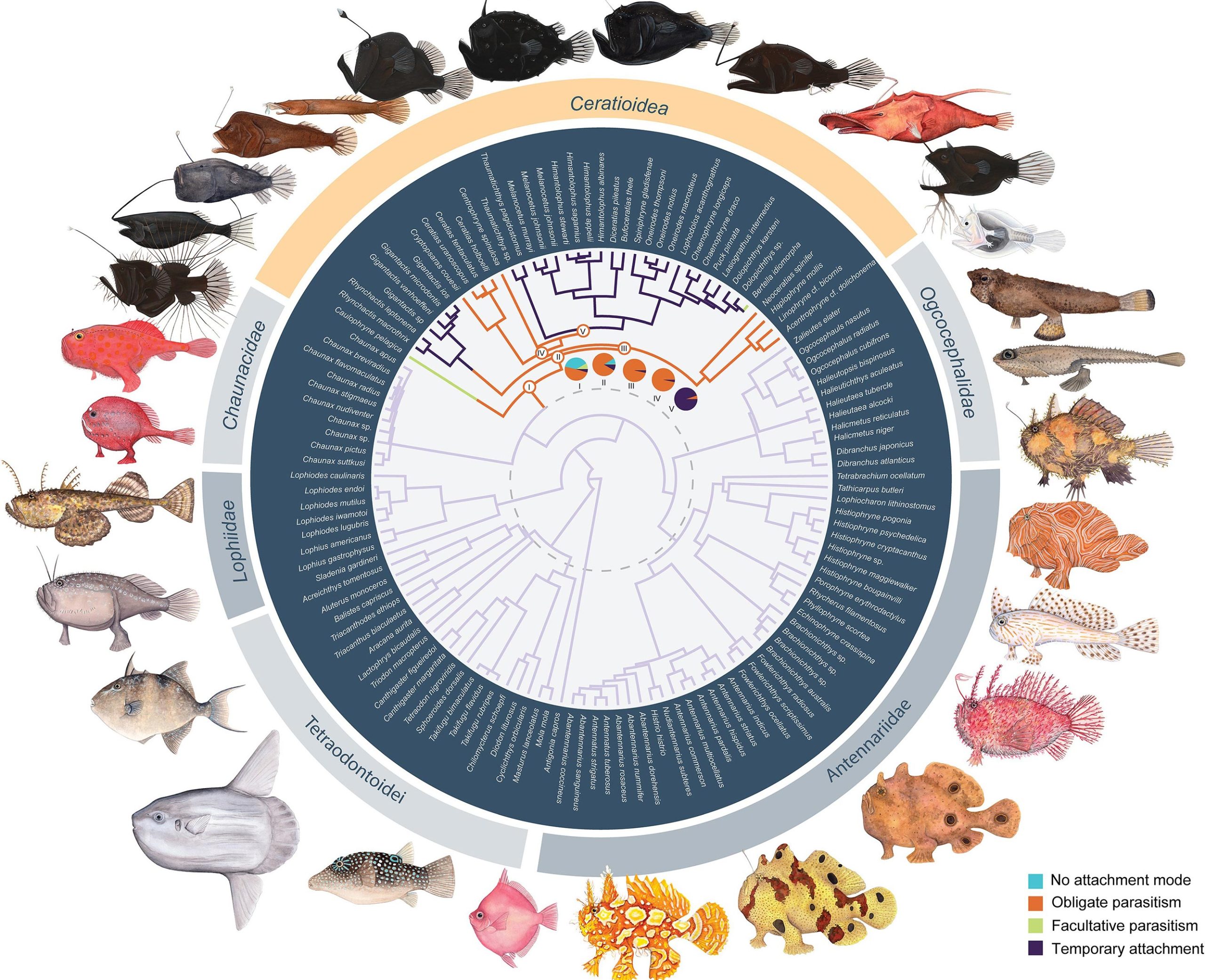 Evolutionary-Context-of-Anglerfish-Immunogenomic-Degradation-scaled.jpg