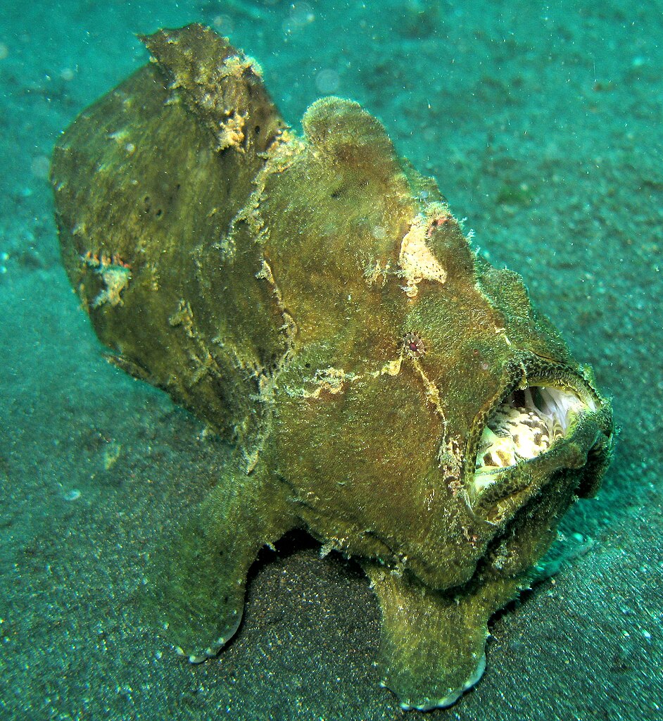 Giant_FrogFish.jpg