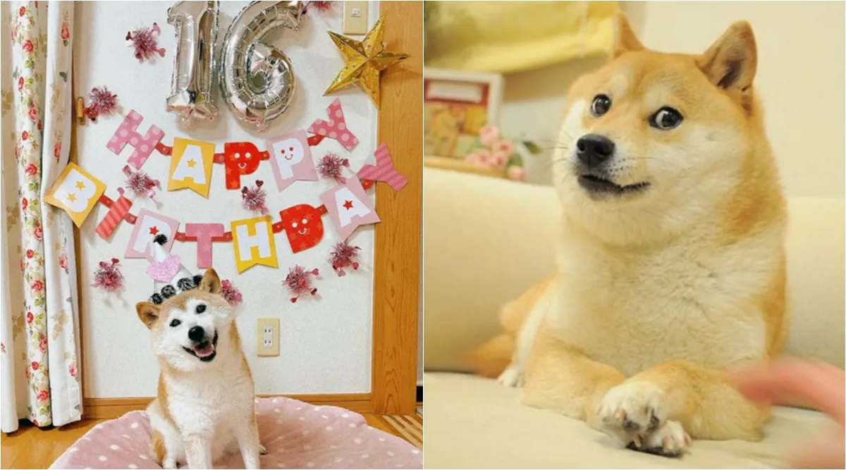 shibu-inu-meme-dog-16th-birthday.webp