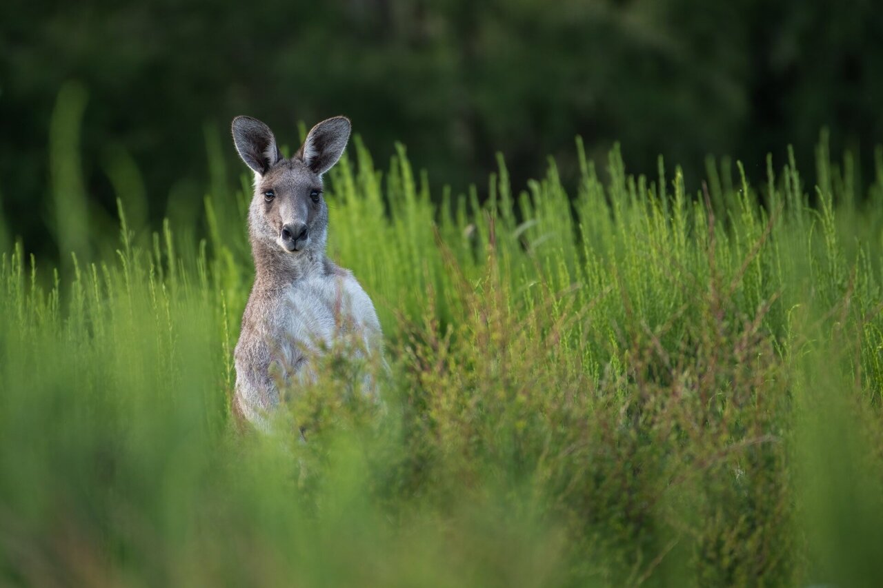 kangaroo.jpg
