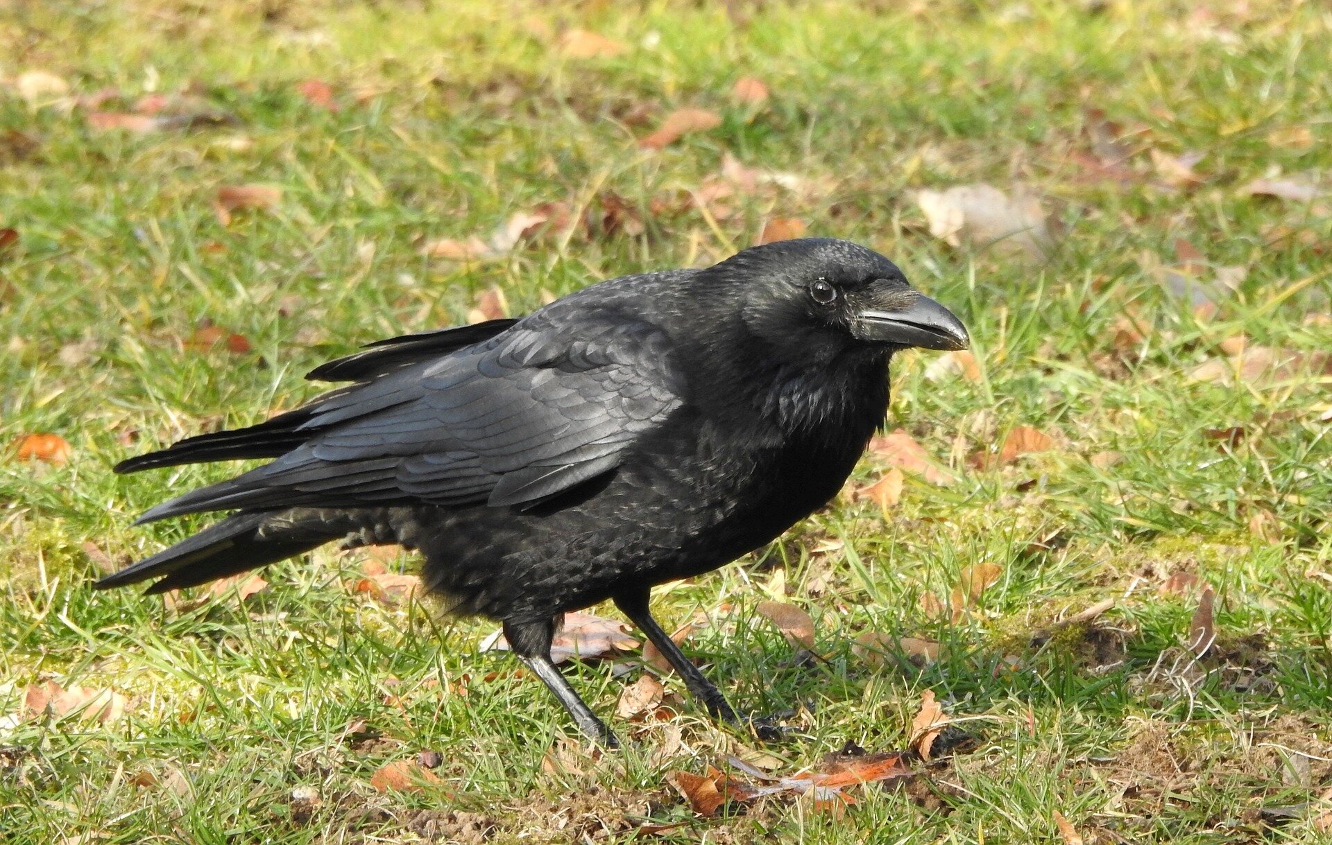 carrioncrows.jpg